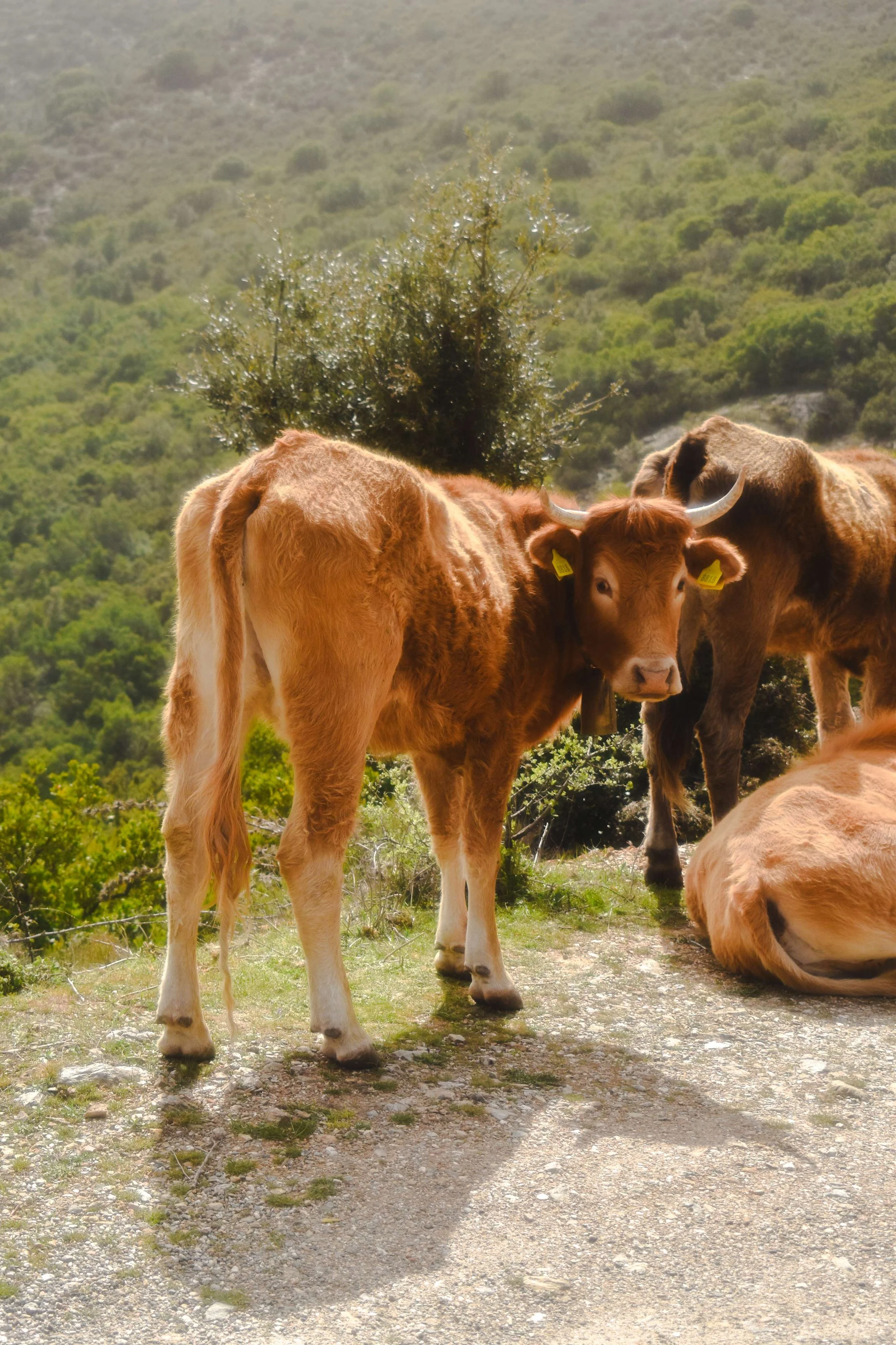 Travel Photography-Sardinia, Italy-Cows