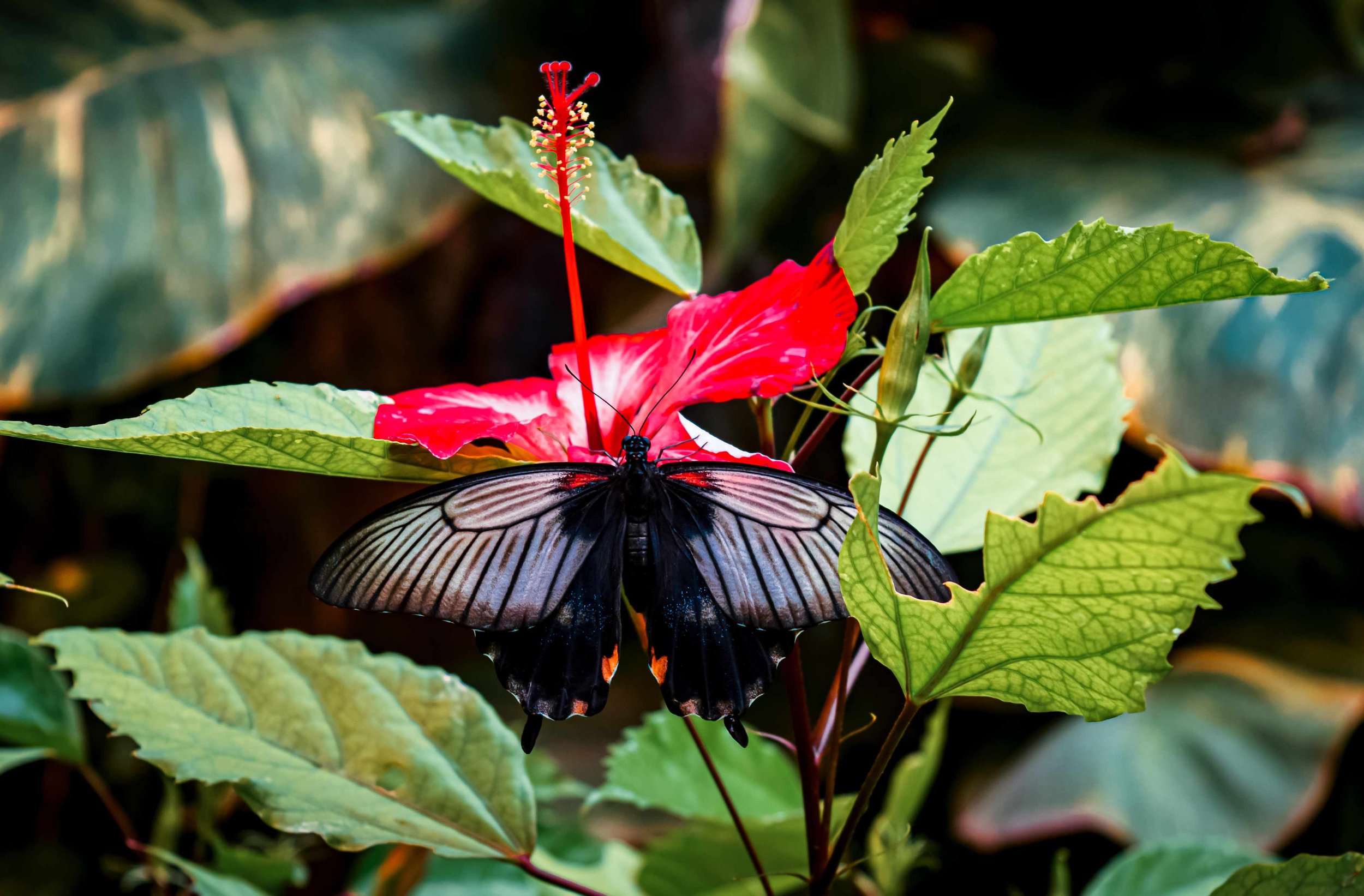 malta destination photographer-professional editing13.jpg