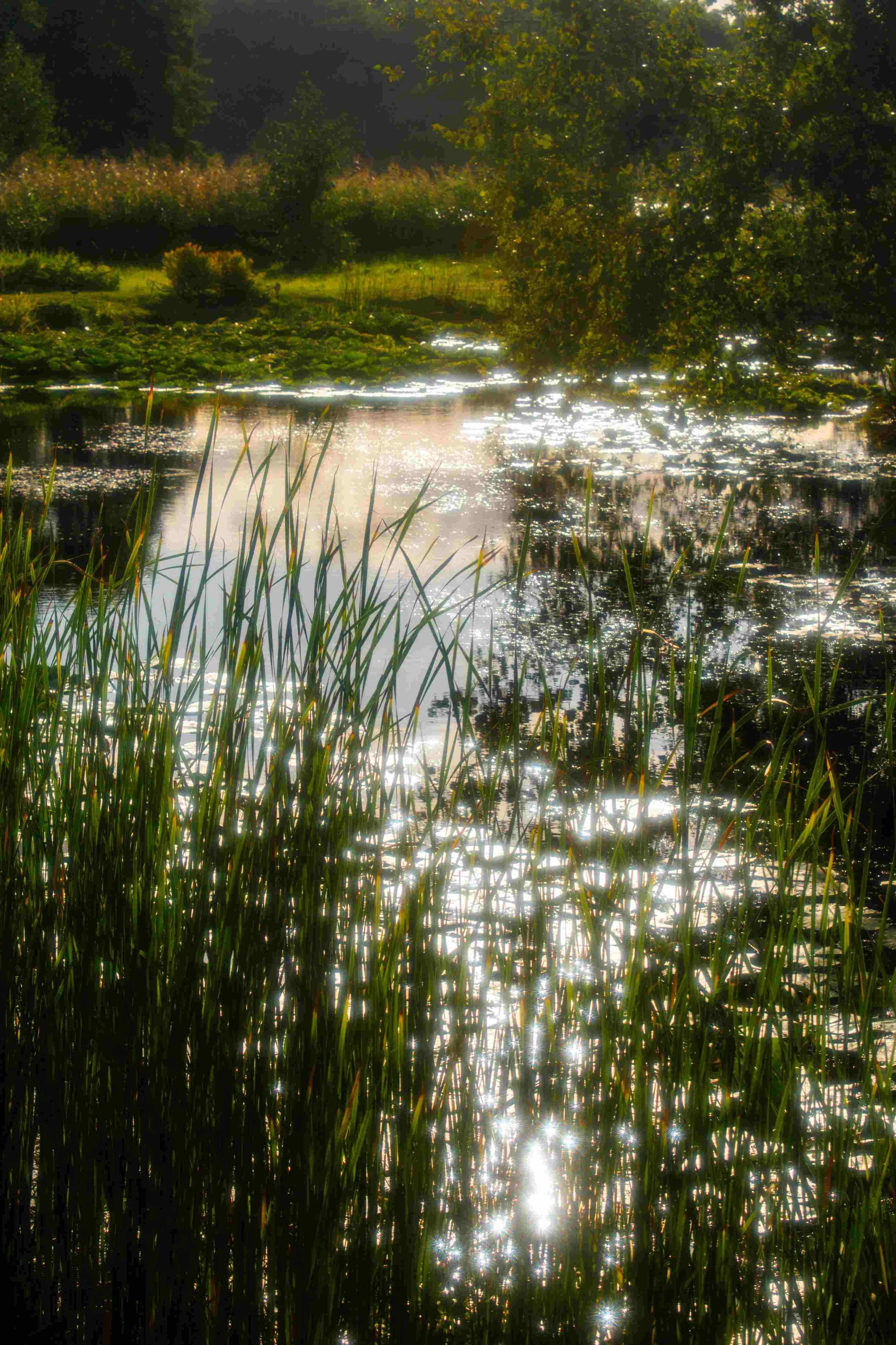 stockholm, sweden, nature photographer6.jpg