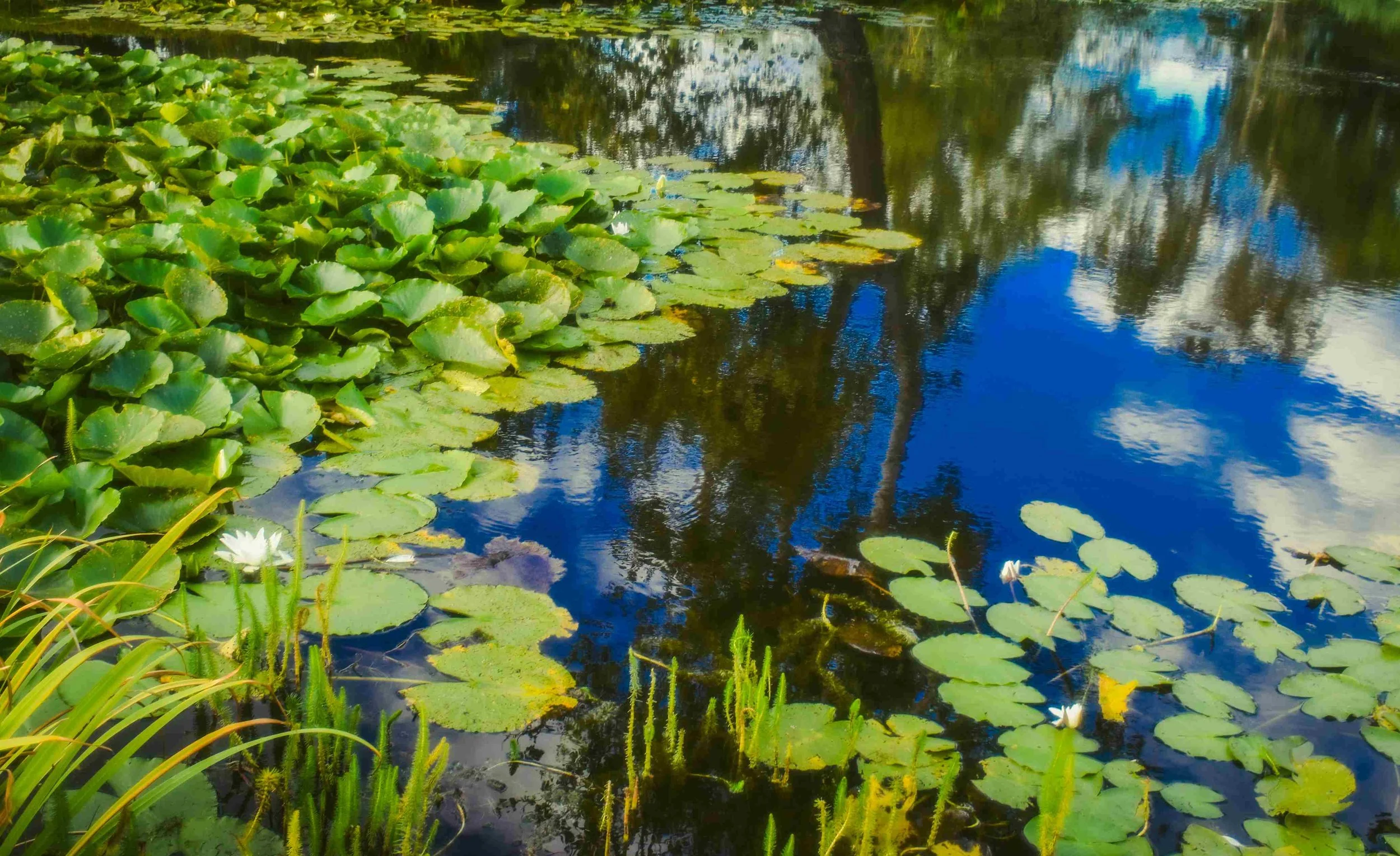 stockholm, sweden, nature photographer9.jpg