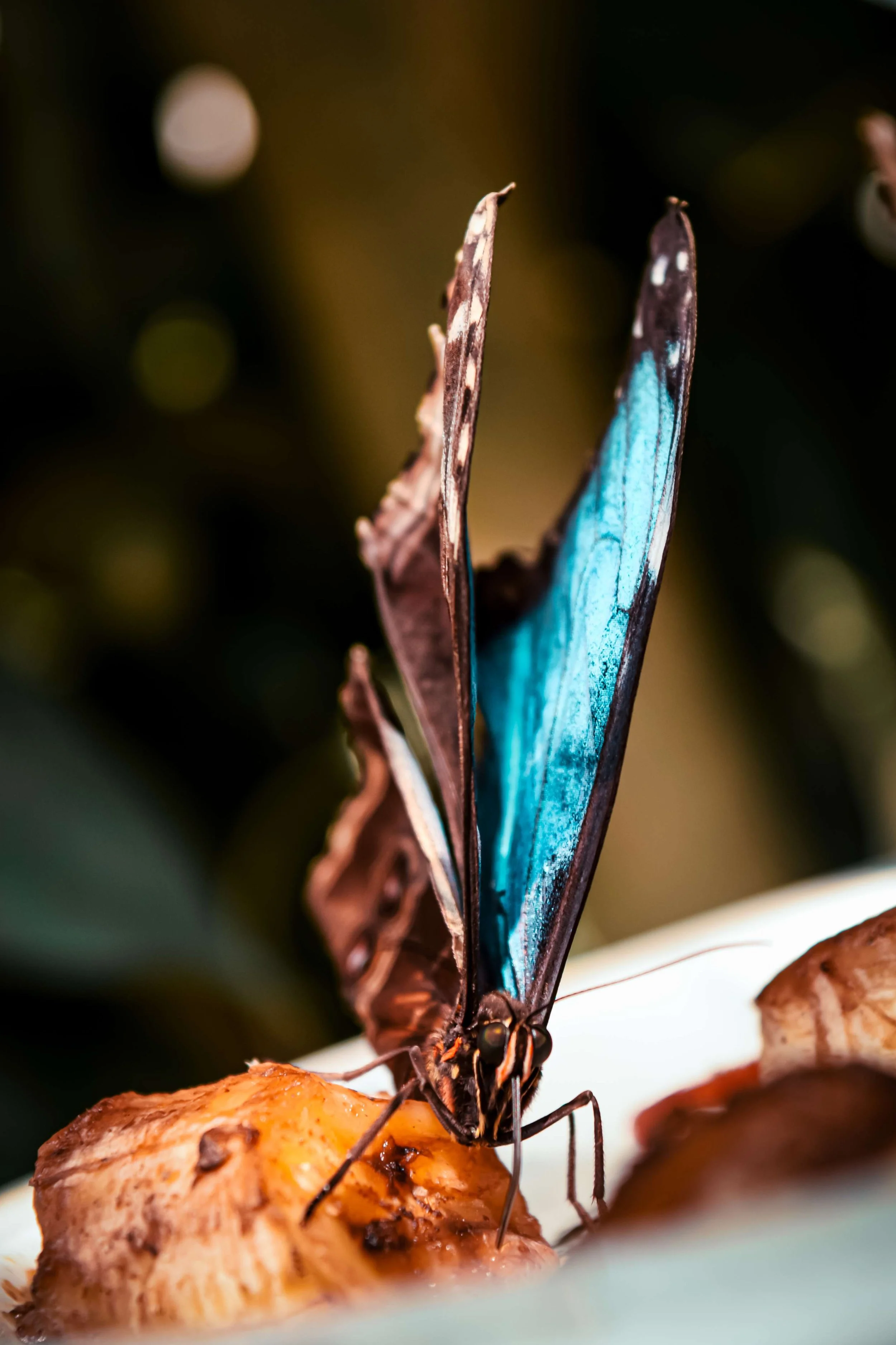 vienna photography- destination photography12.jpg