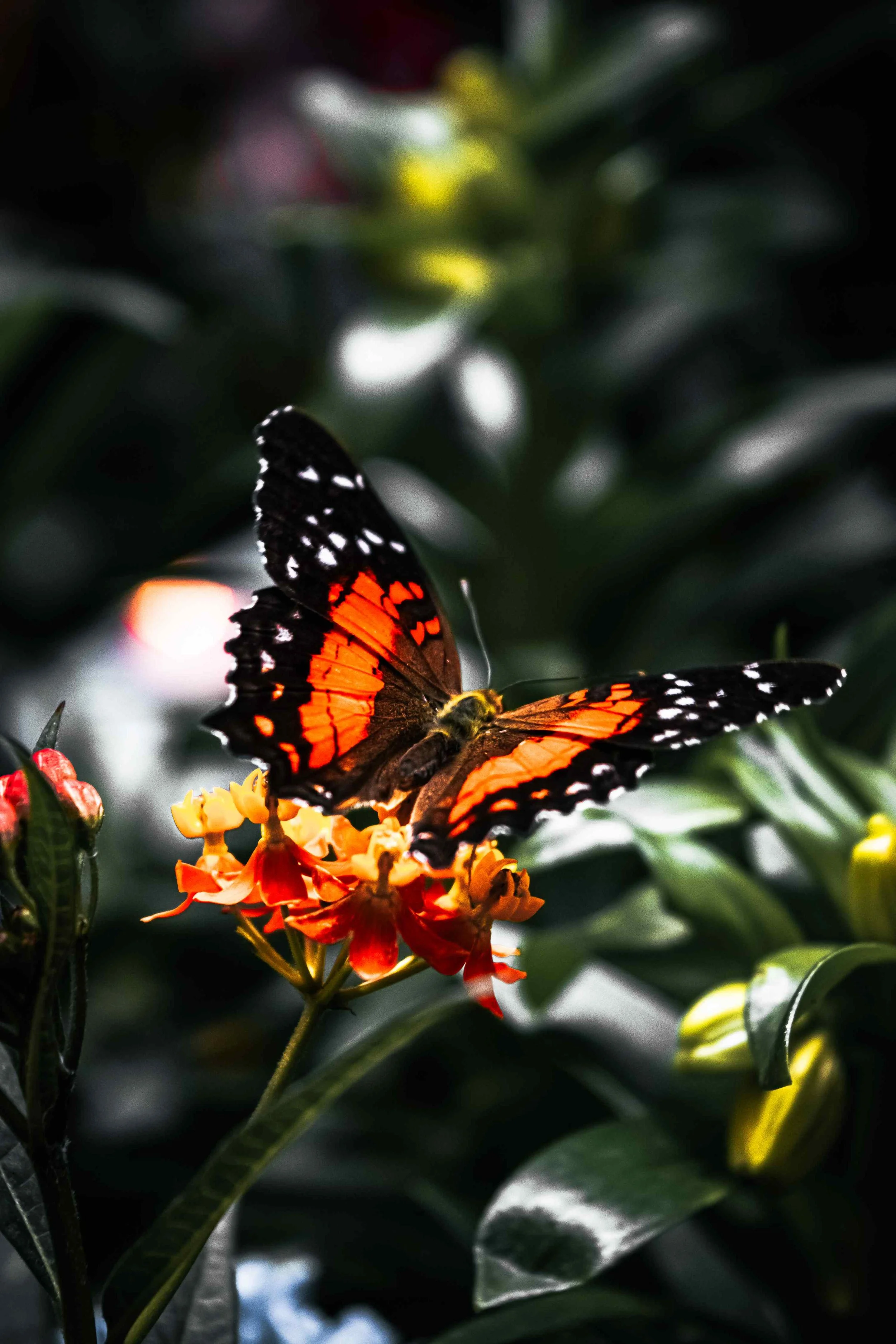 macro photography vienna16.jpg