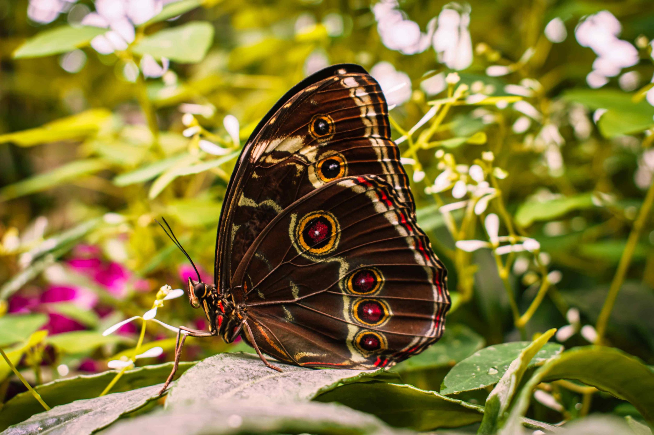 macro photography vienna2.jpg