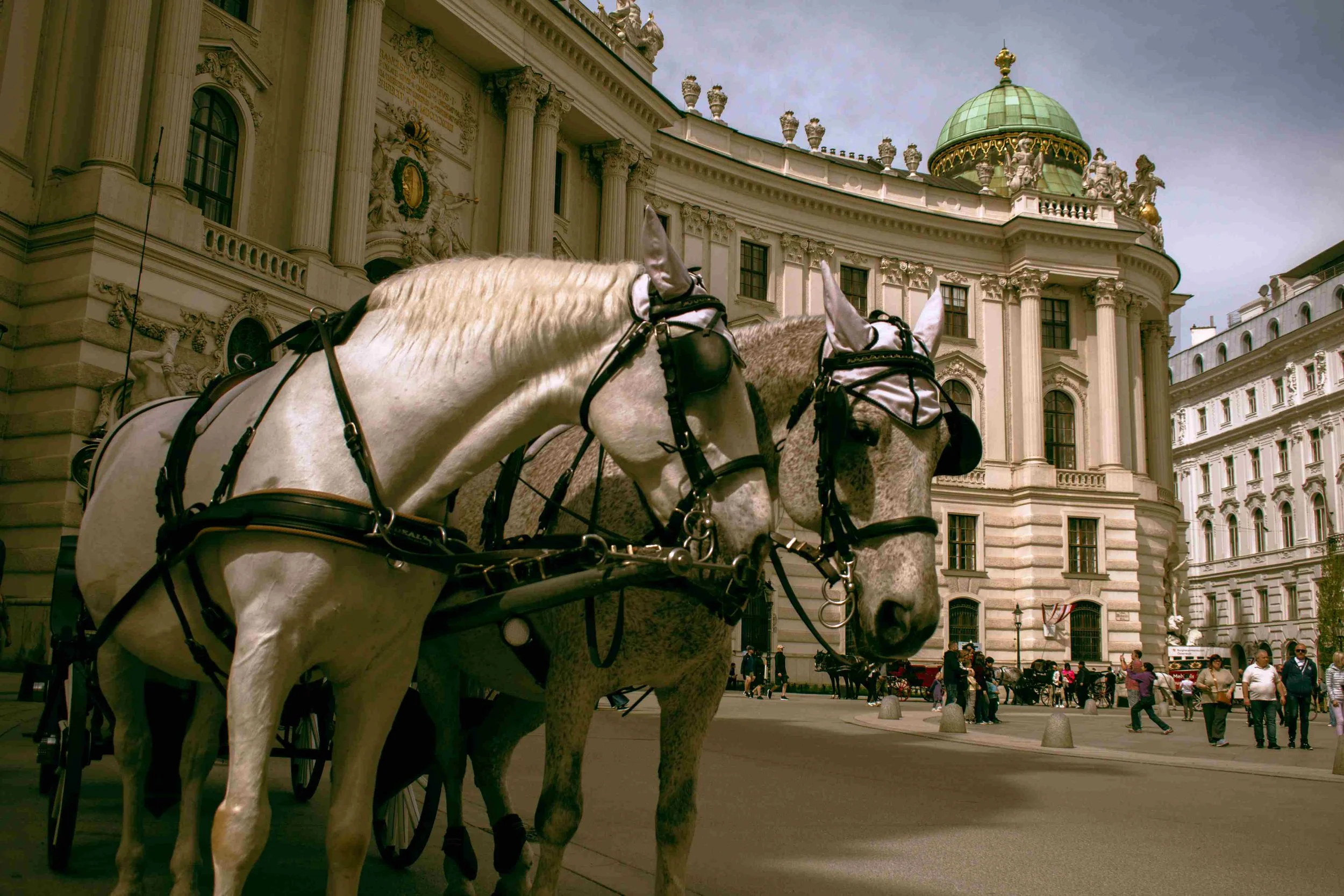 macro photography vienna8.jpg