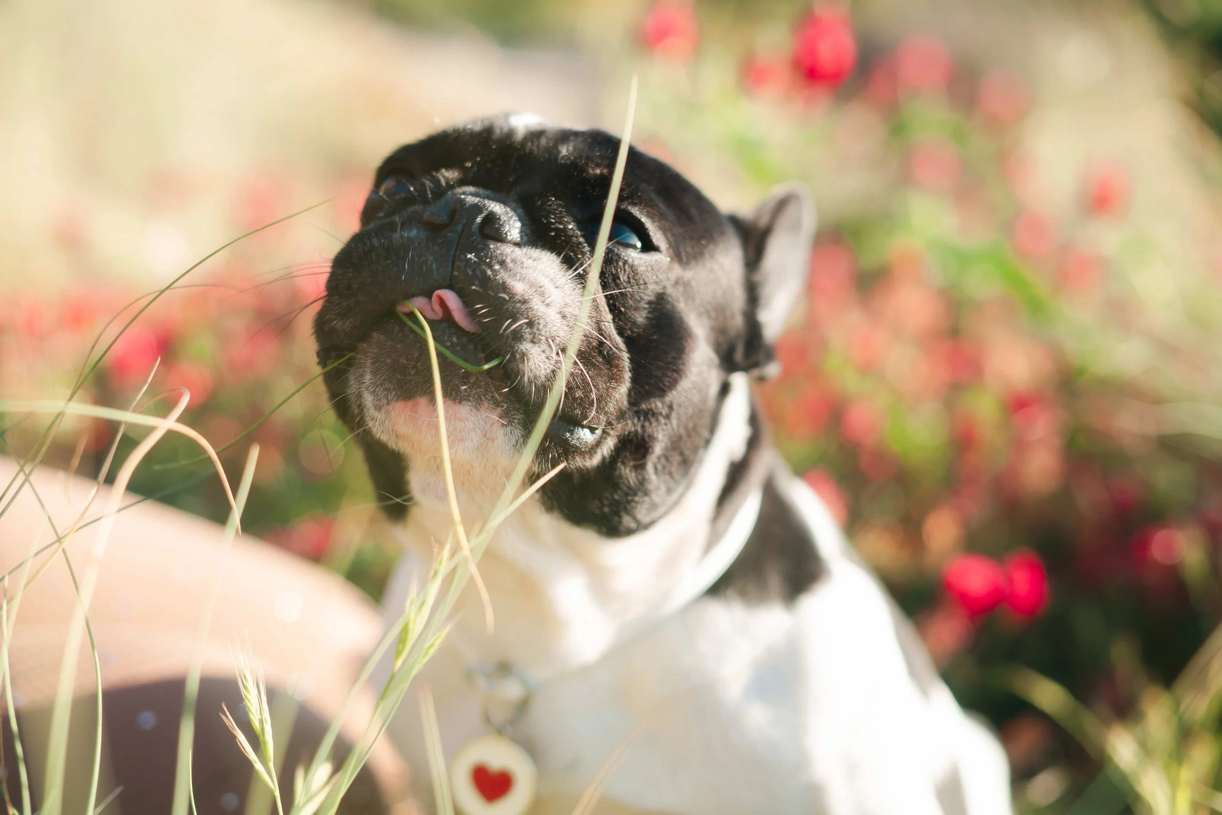 lifestyle dog photoshoot6.jpg