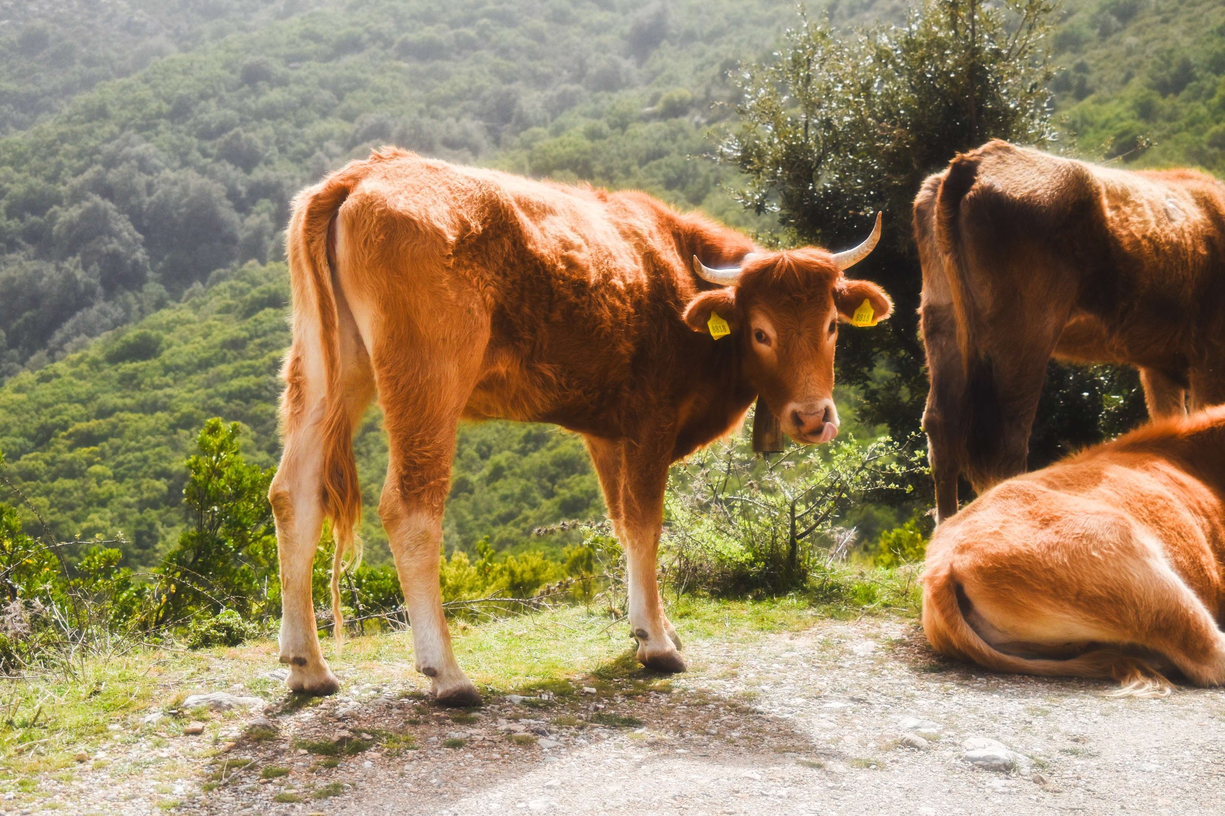 Travel Photography-Sardinia, Italy