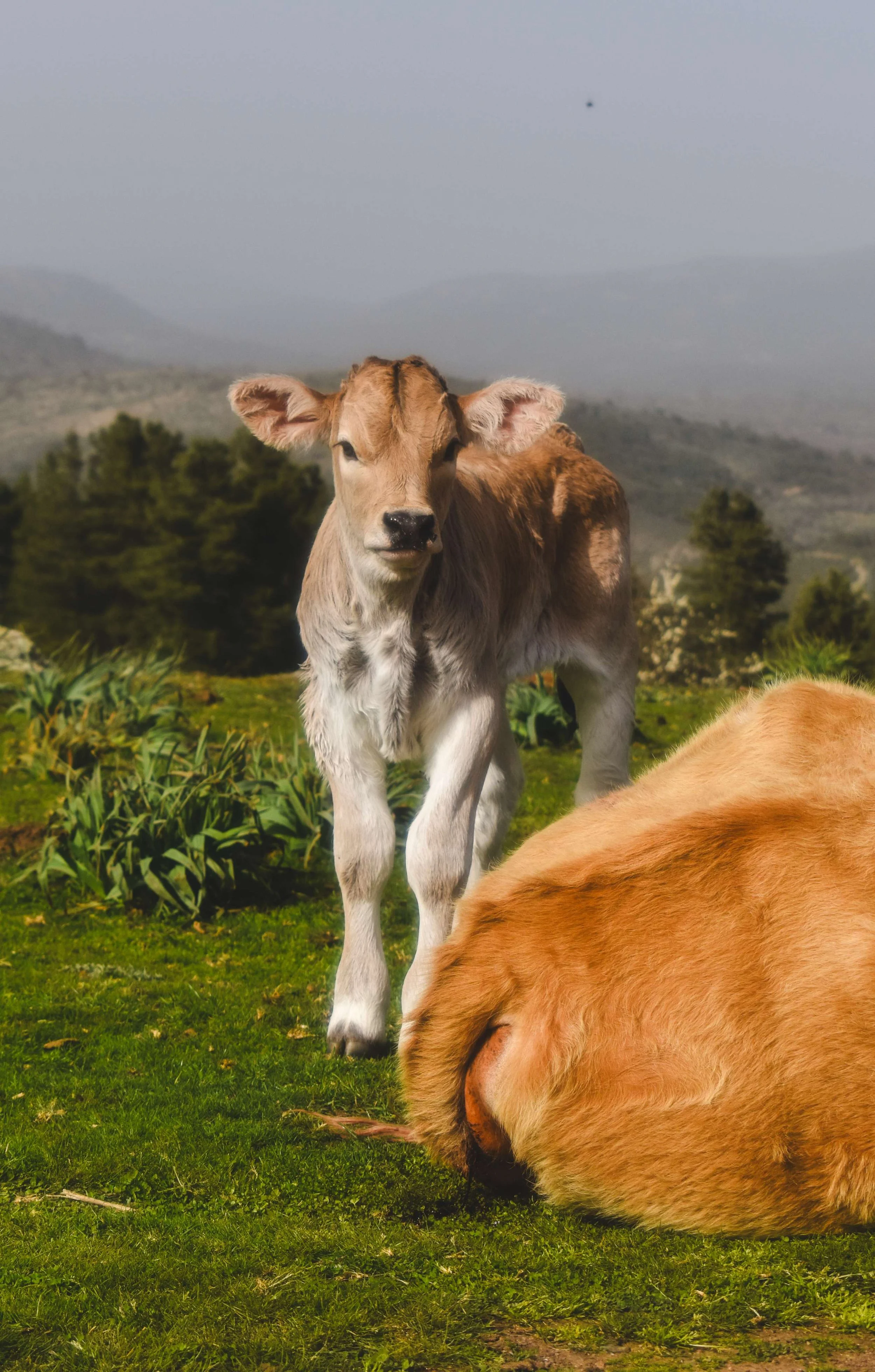 Travel Photography-Sardinia, Italy- Cows