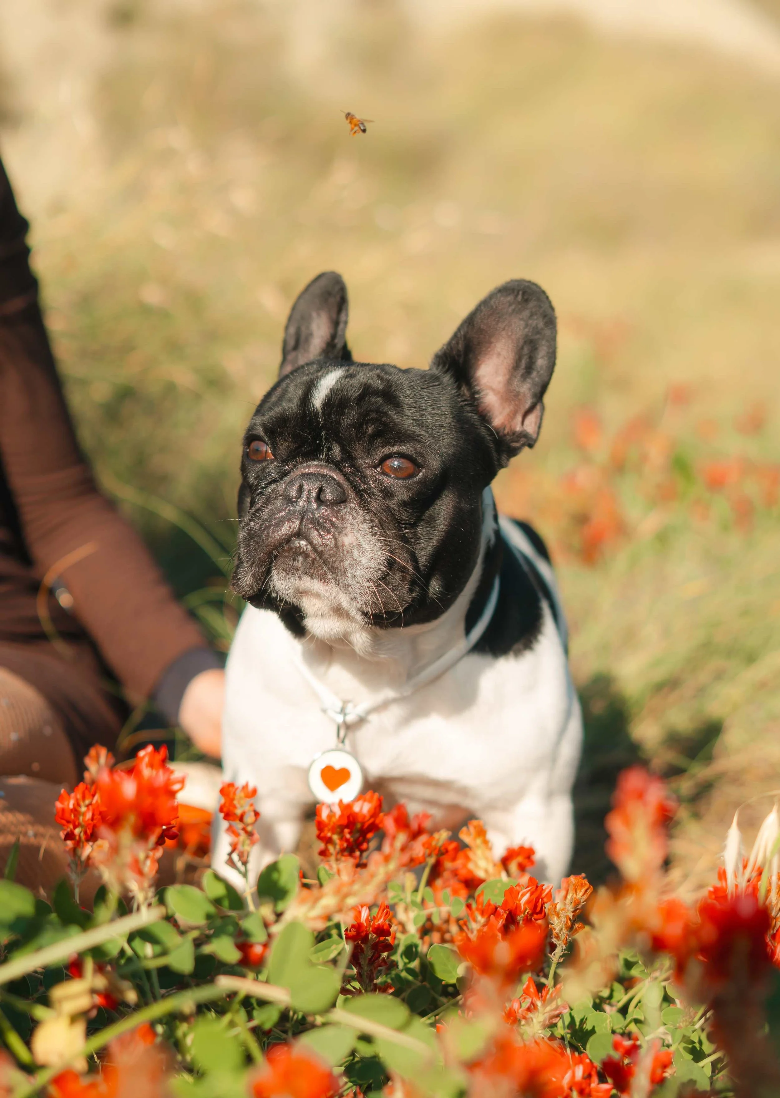 lifestyle dog photoshoot5.jpg