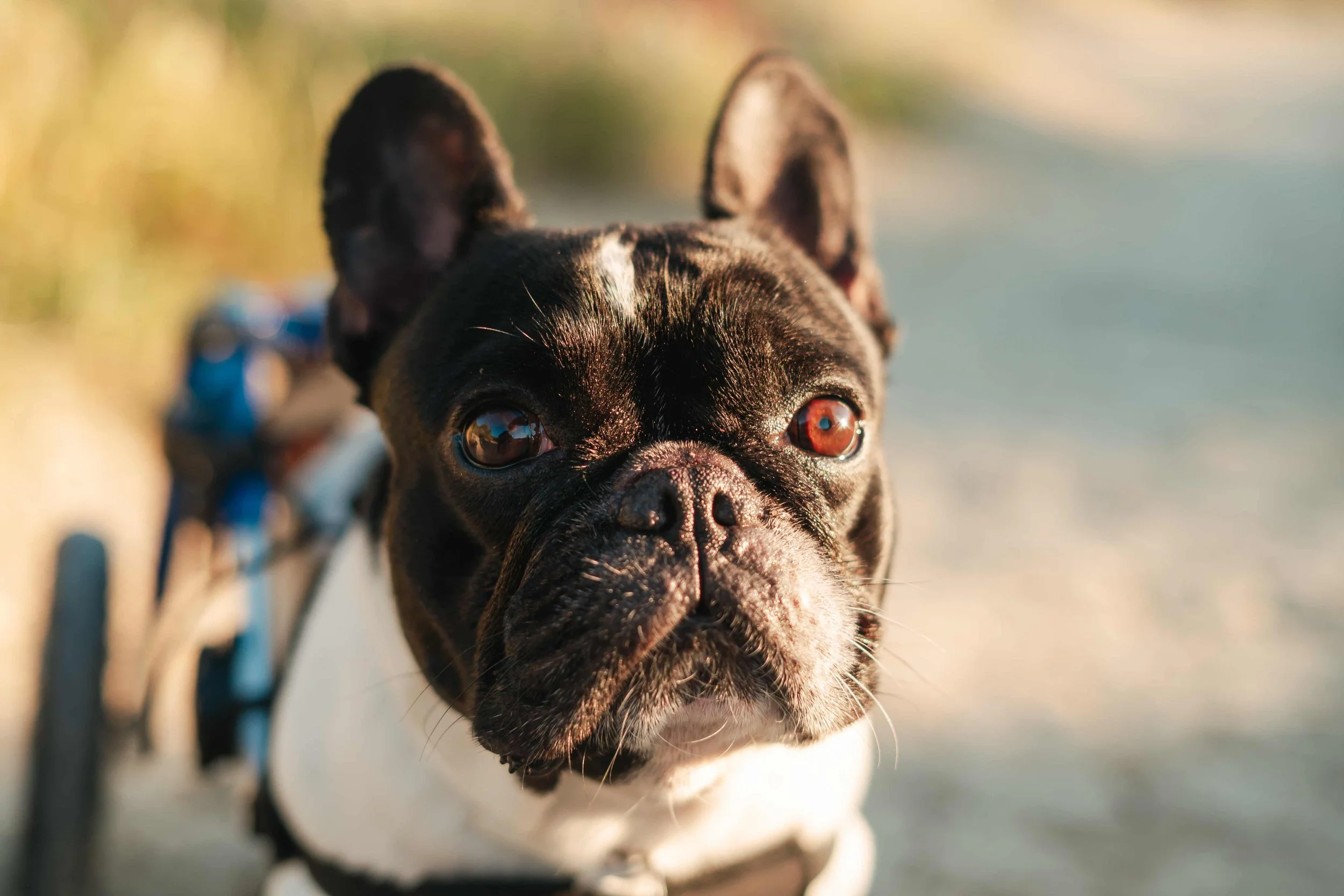 lifestyle dog photoshoot11.jpg