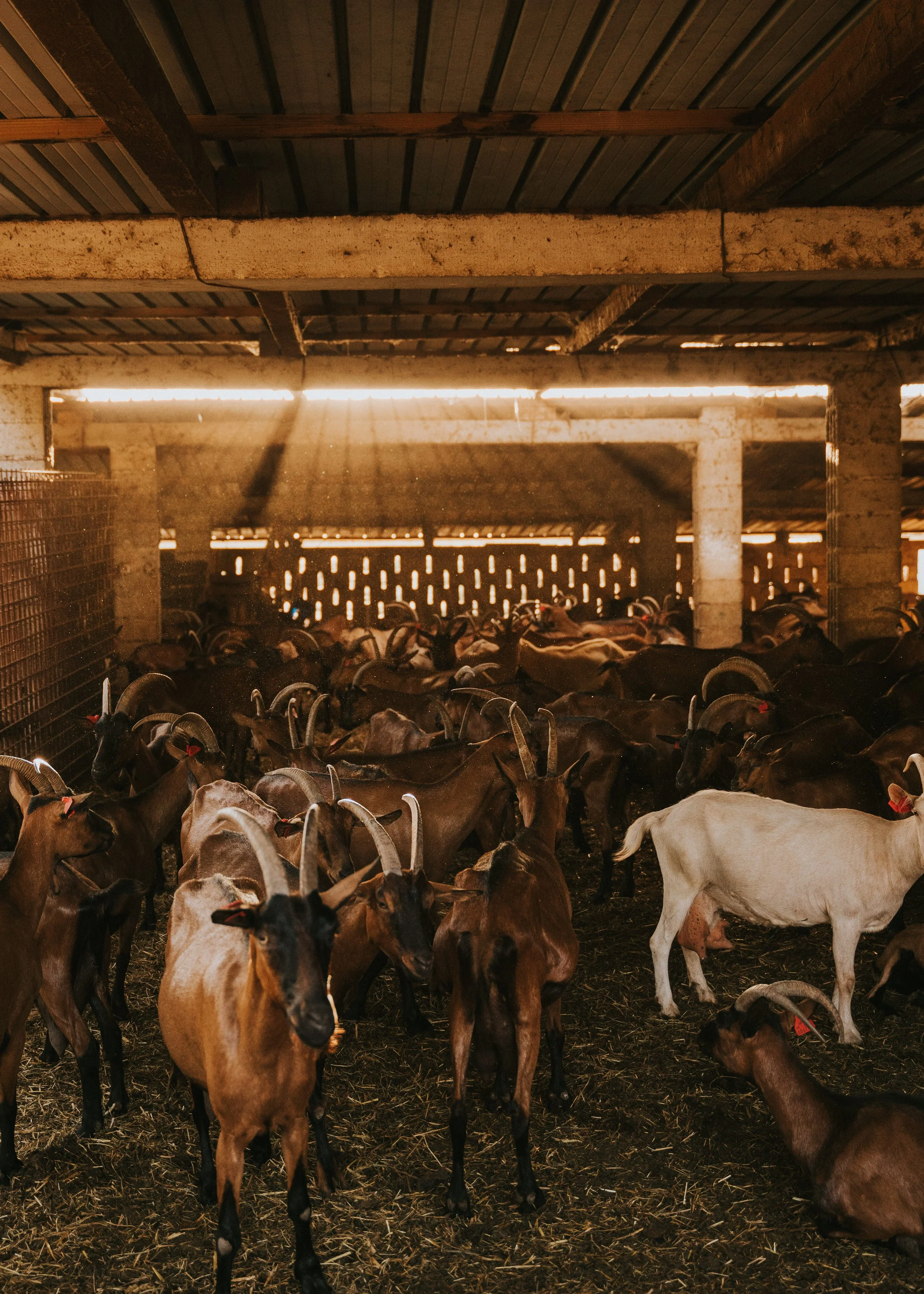 Free-range goats grazing at Kumparička organic farm near Pula.