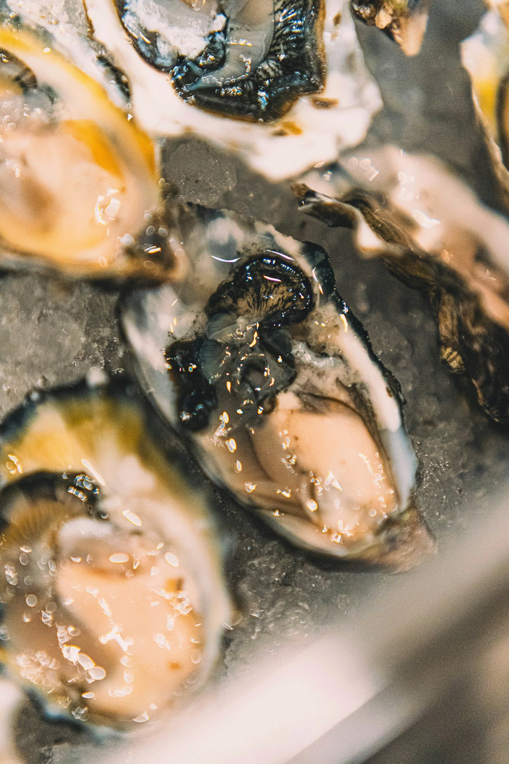 Freshly harvested oysters served with lemon and sparkling wine at Tony's Oyster Shack.