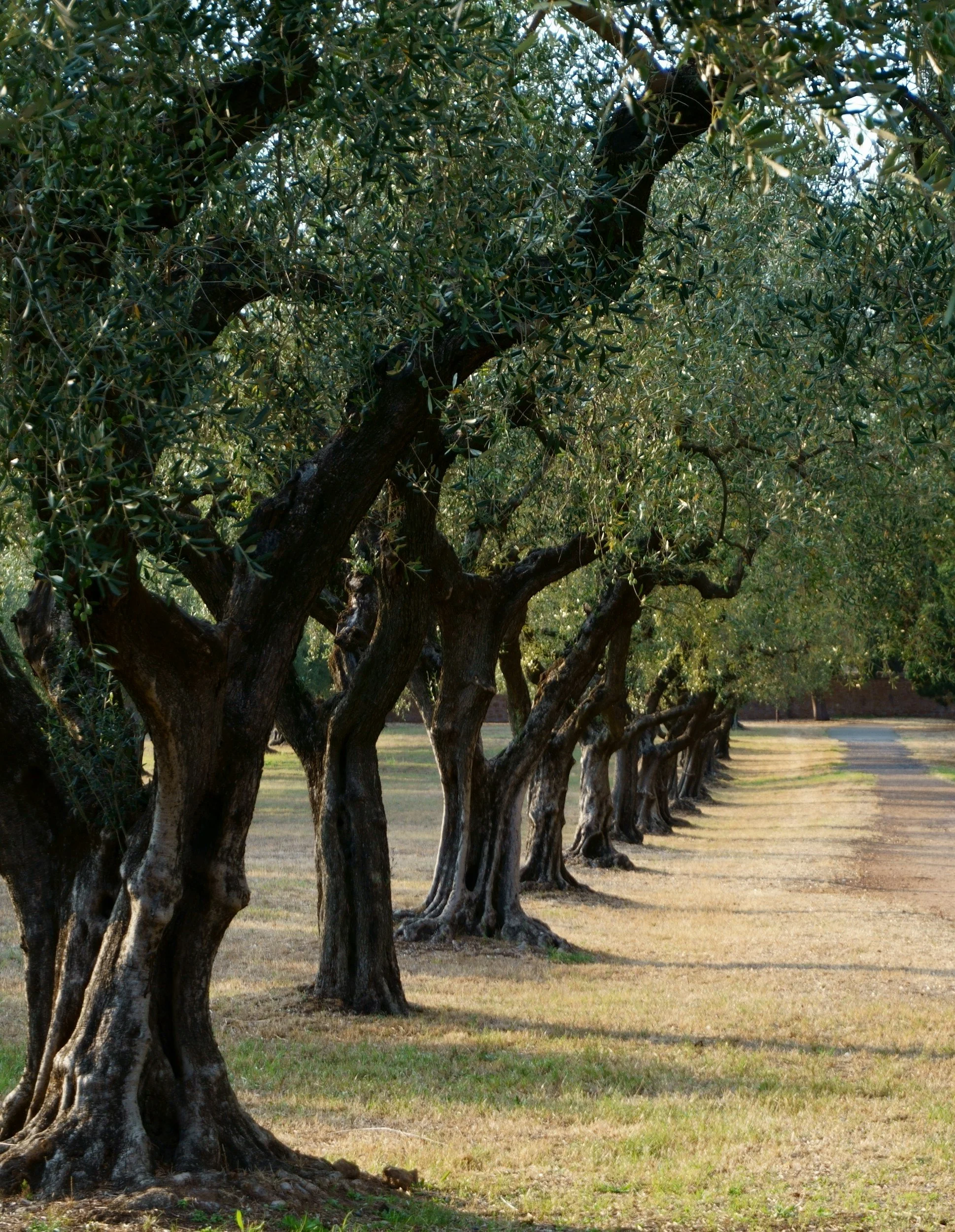 Premium olive oil tasting experience in Zambratija Istria