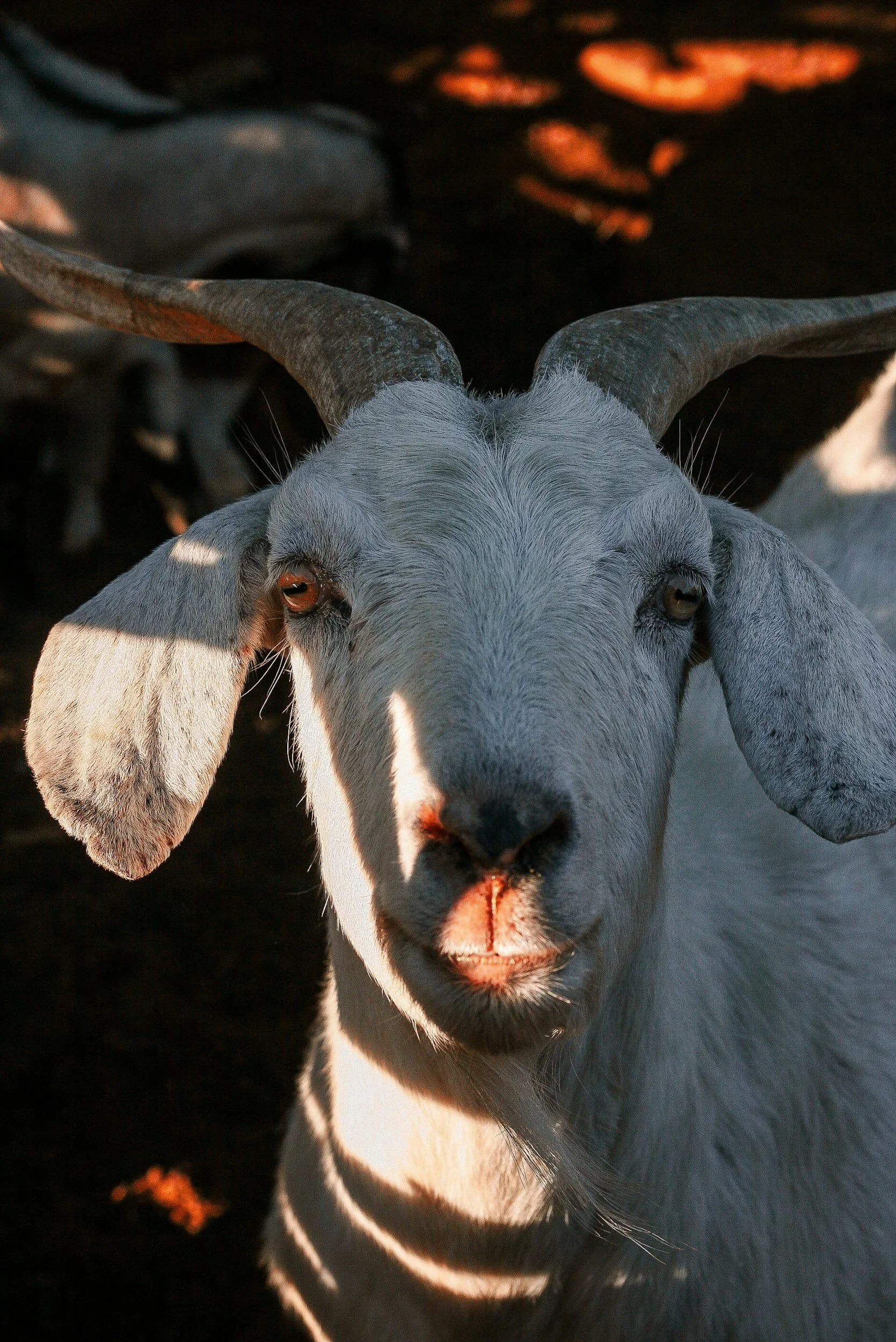 Artisan+organic+goat+cheese+platter+served+at+Kumparička+farm+near+Pula_