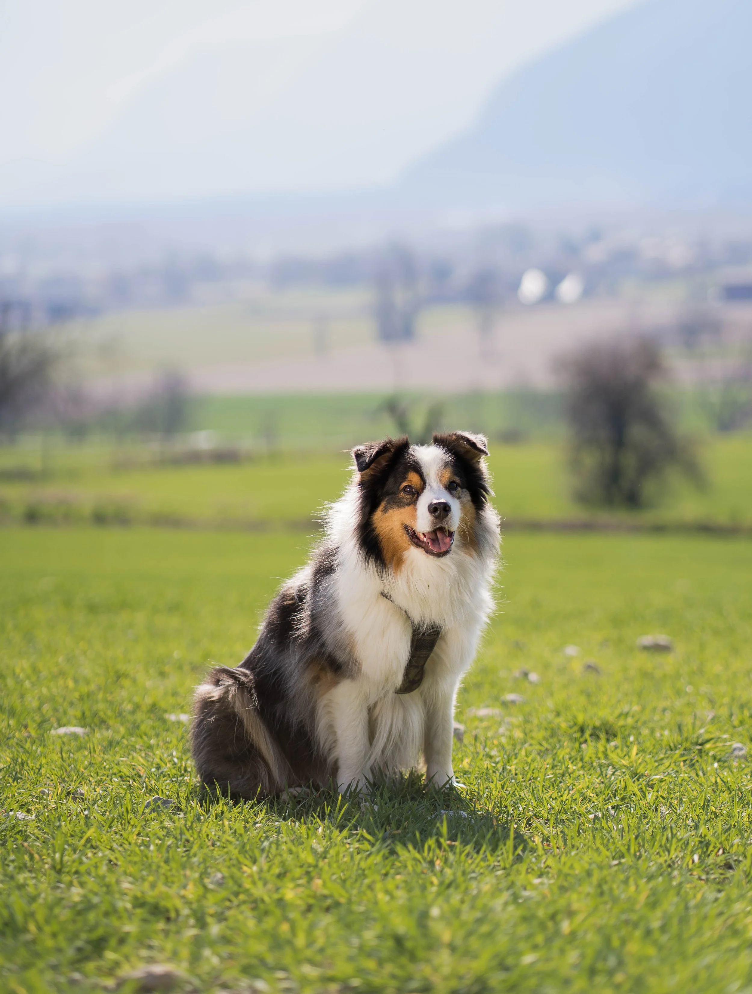 Offrir un shooting à son animal de compagnie