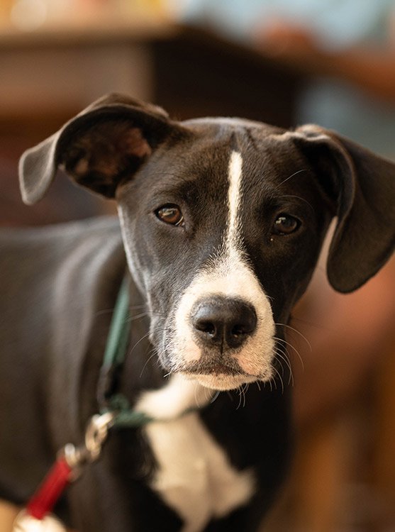 Portrait de chiot à Lyon