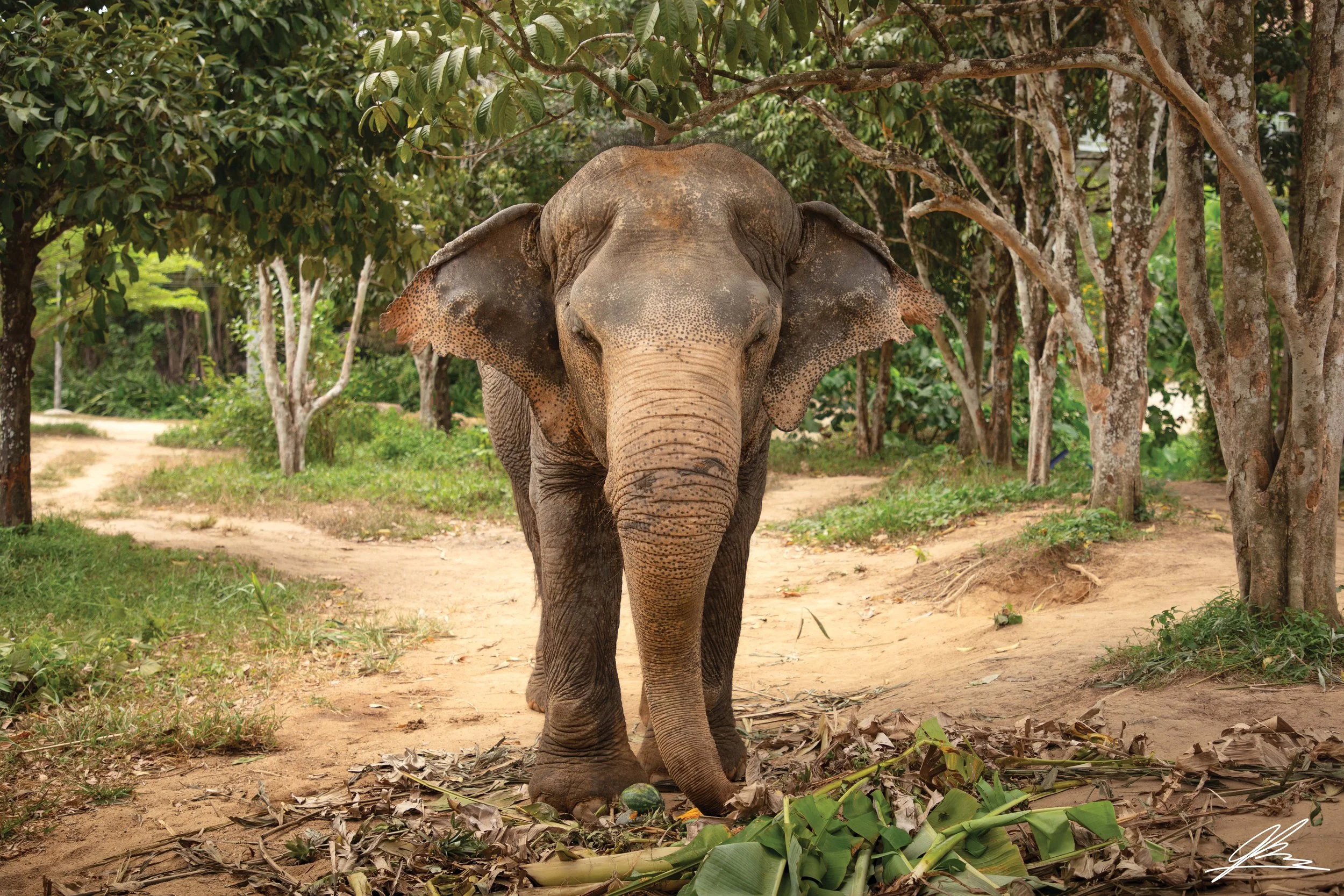 Phuket Elephant Sanctuary_No Border.jpg