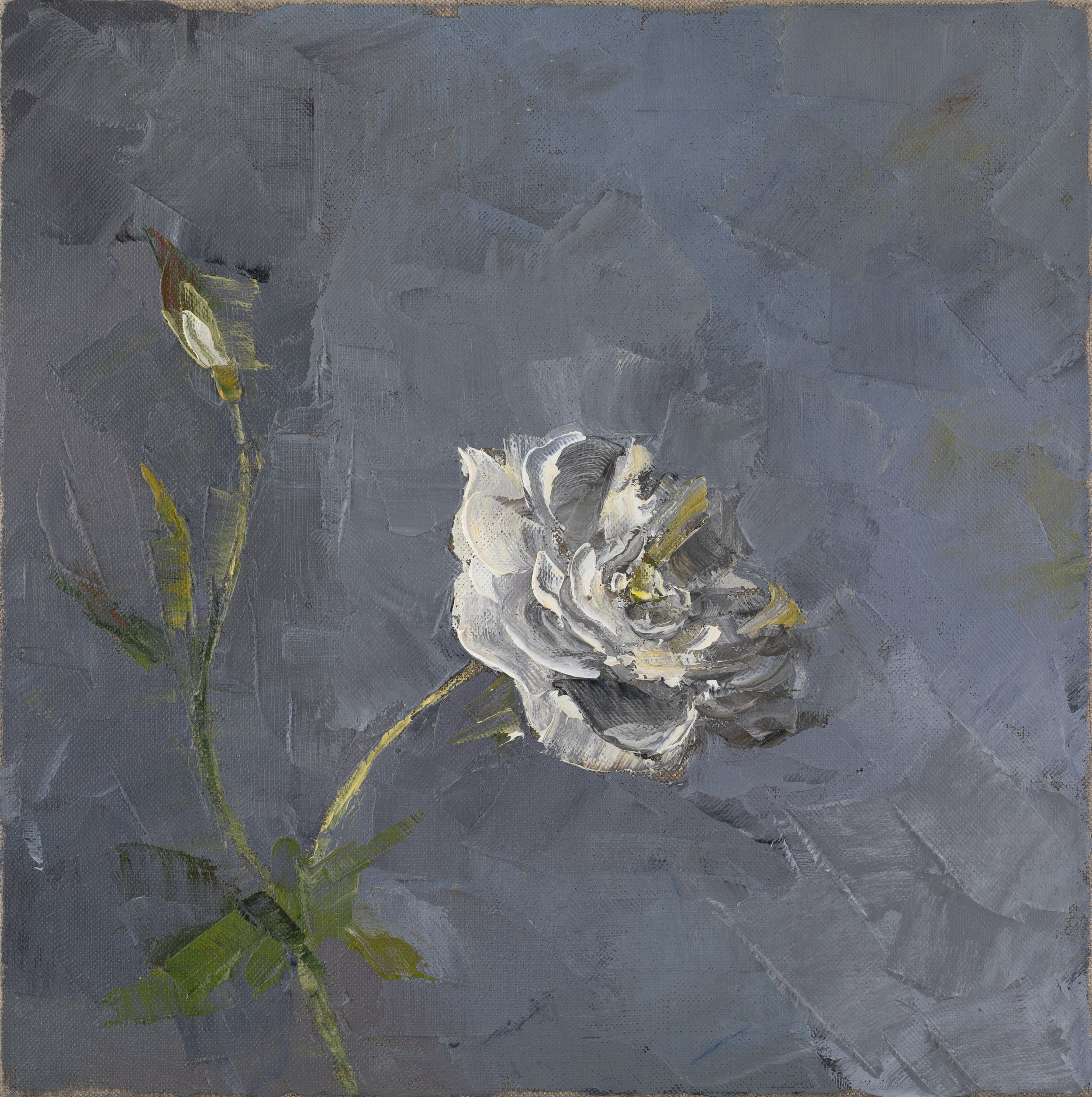 White rose 2