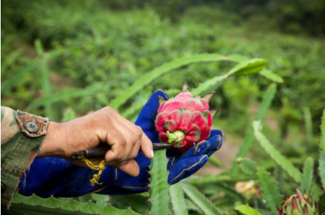 Fresh Plaza Make a virtual farm visit to see Nicaraguan red pitaya.png