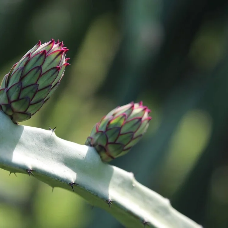 The Promise of Pitahaya