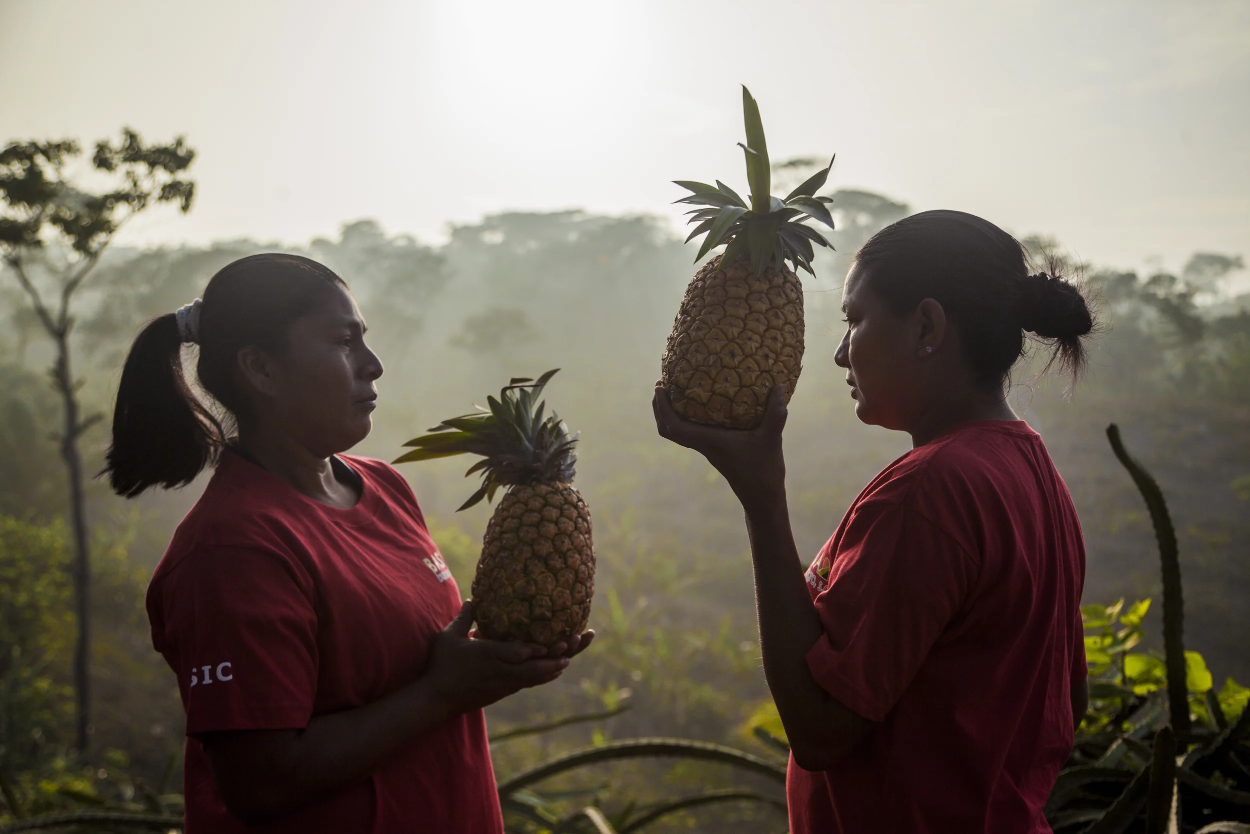  Regenerative Organic Certified® Pineapple Puree, Juice, IQF &amp; Dried Product Journey