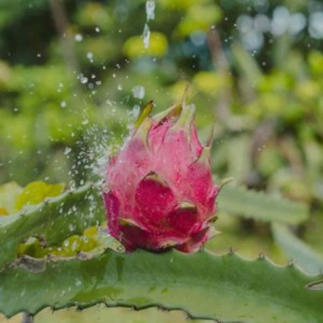 Organic Dragon Fruit Puree, IQF, Powder and Dried Product Journey 