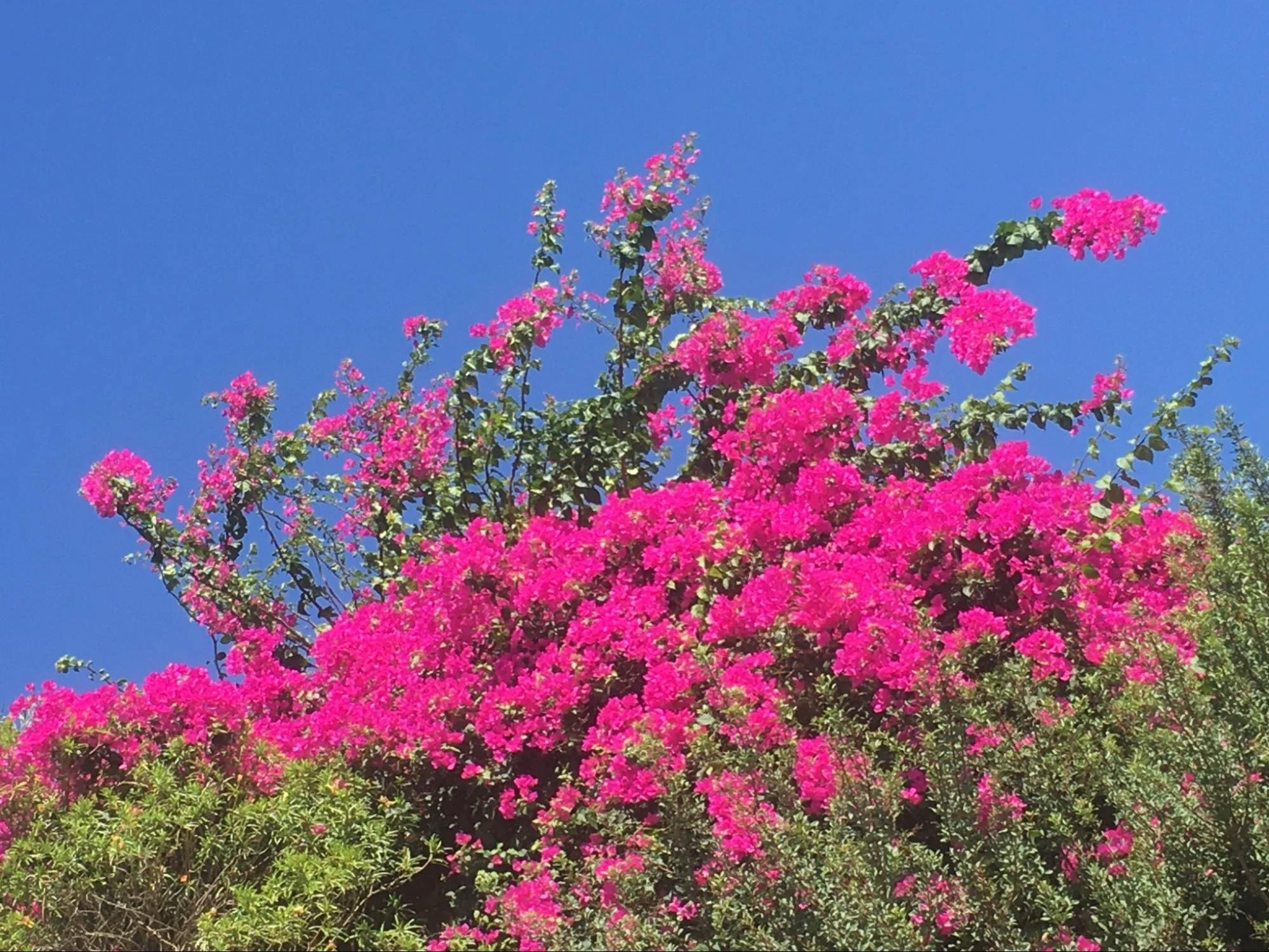 Bright pink flowering tree against a clear blue sky.