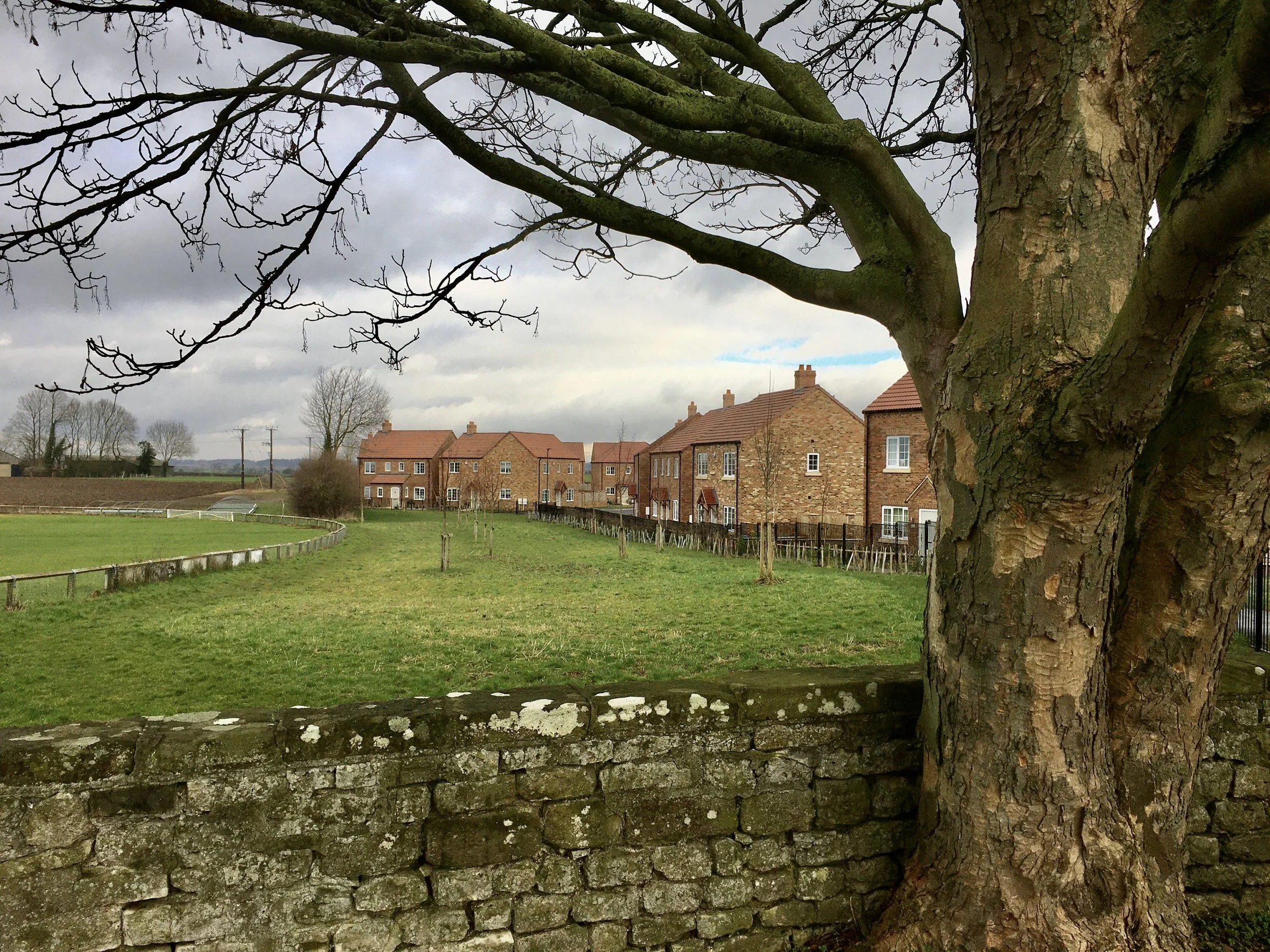 A large tree with textured bark and bare branches in the foreground, a stone wall at its base, and a grassy field with young trees, amidst rows of brick houses under a cloudy sky.
