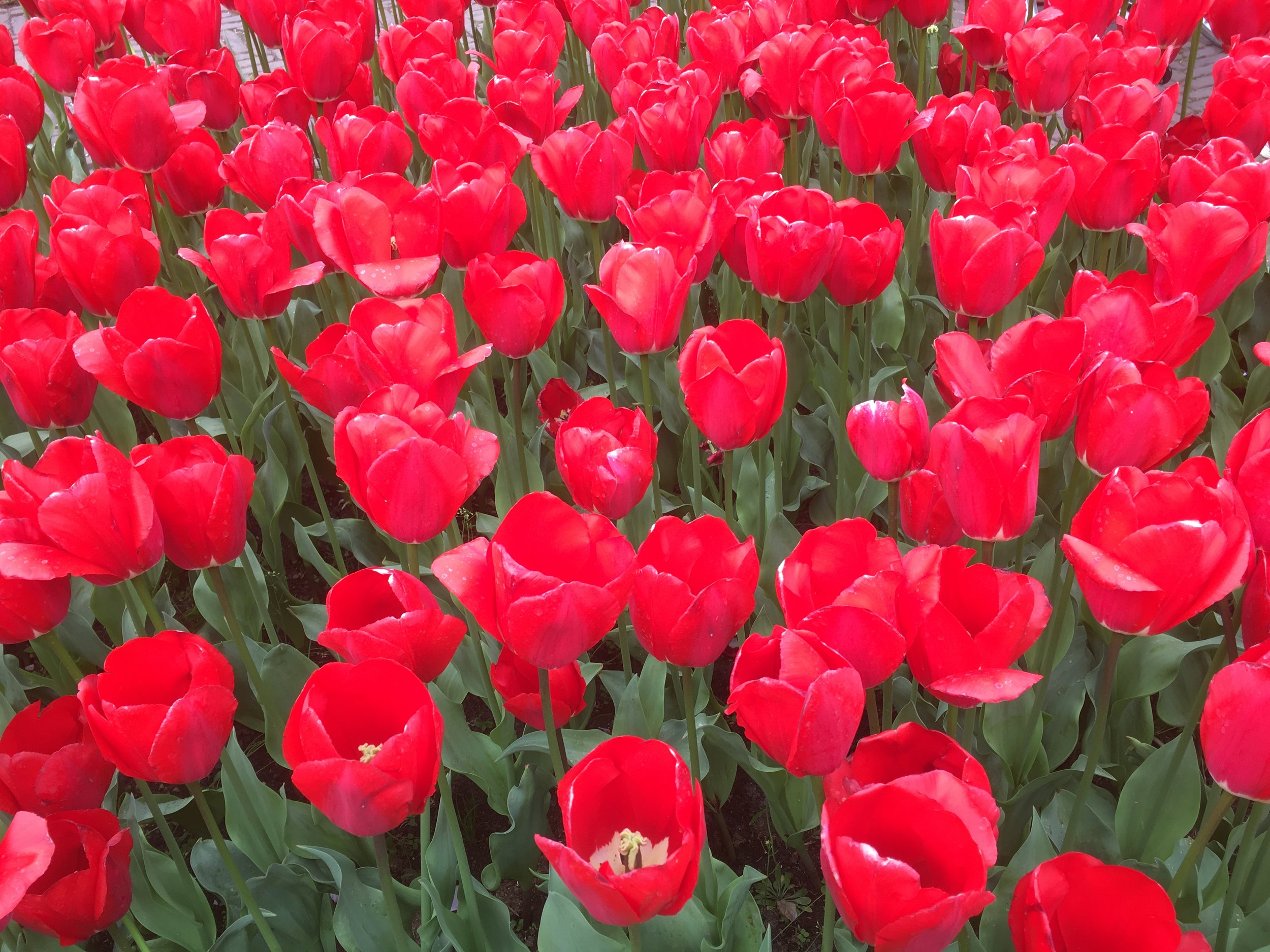A bed of red tulips with green stems and leaves