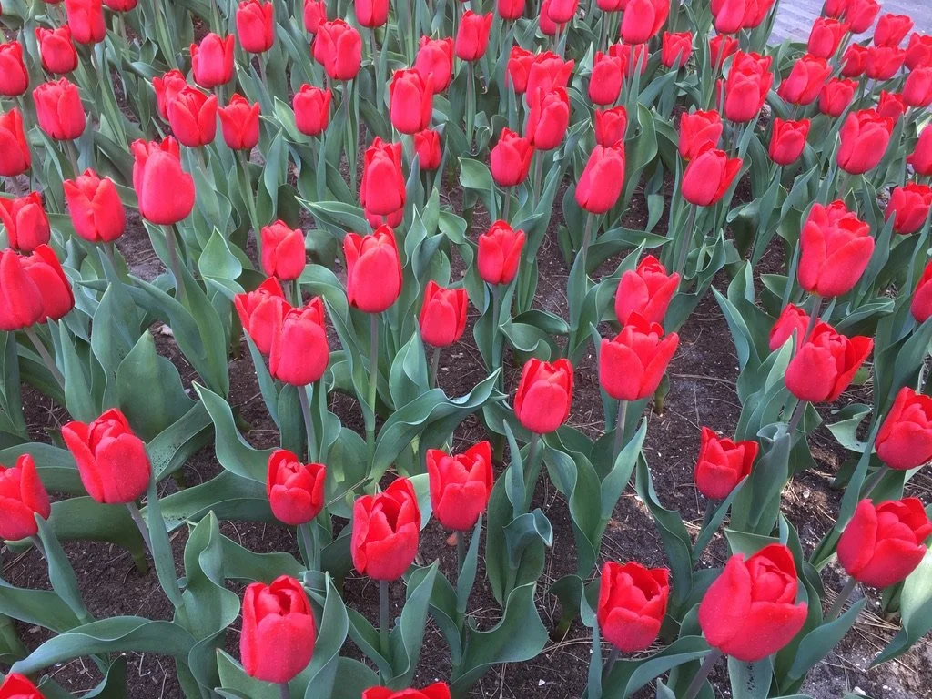 A garden bed filled with red tulips with green leaves.