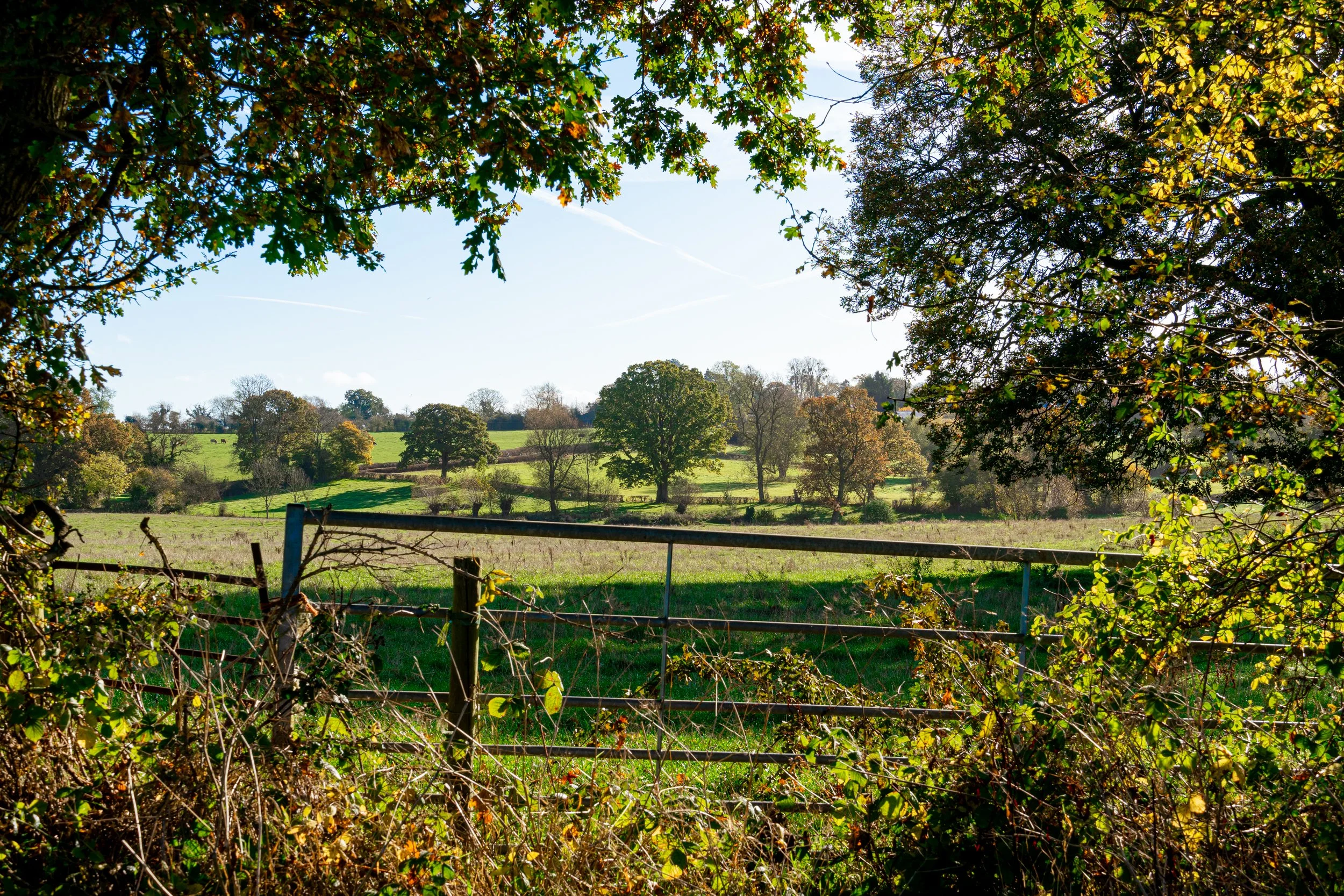 Open field with green grass and scattered trees under a blue sky with some wispy clouds, framed by overhanging branches and a wire fence in the foreground.