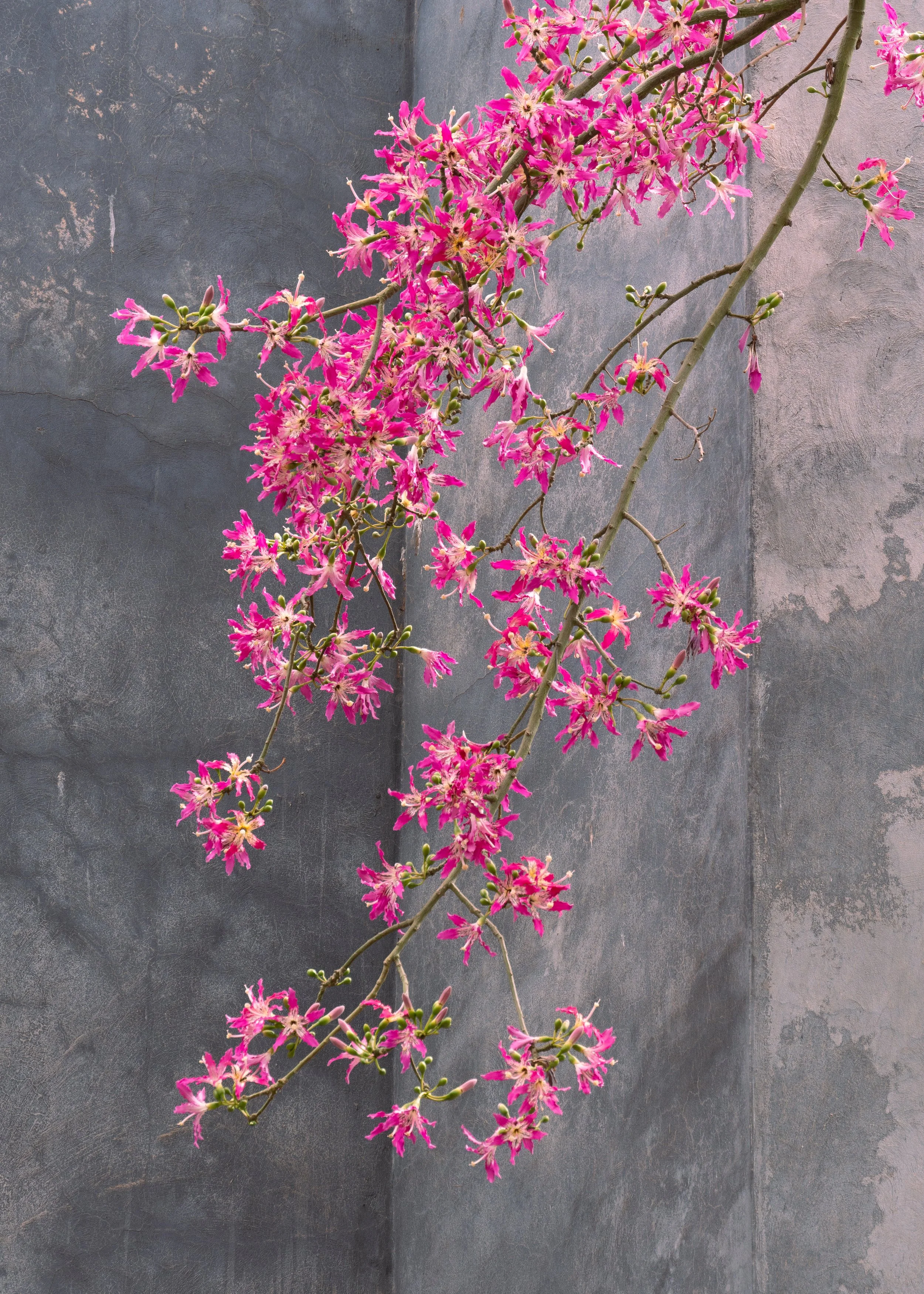 Pink flowering vine climbing on a gray textured wall.