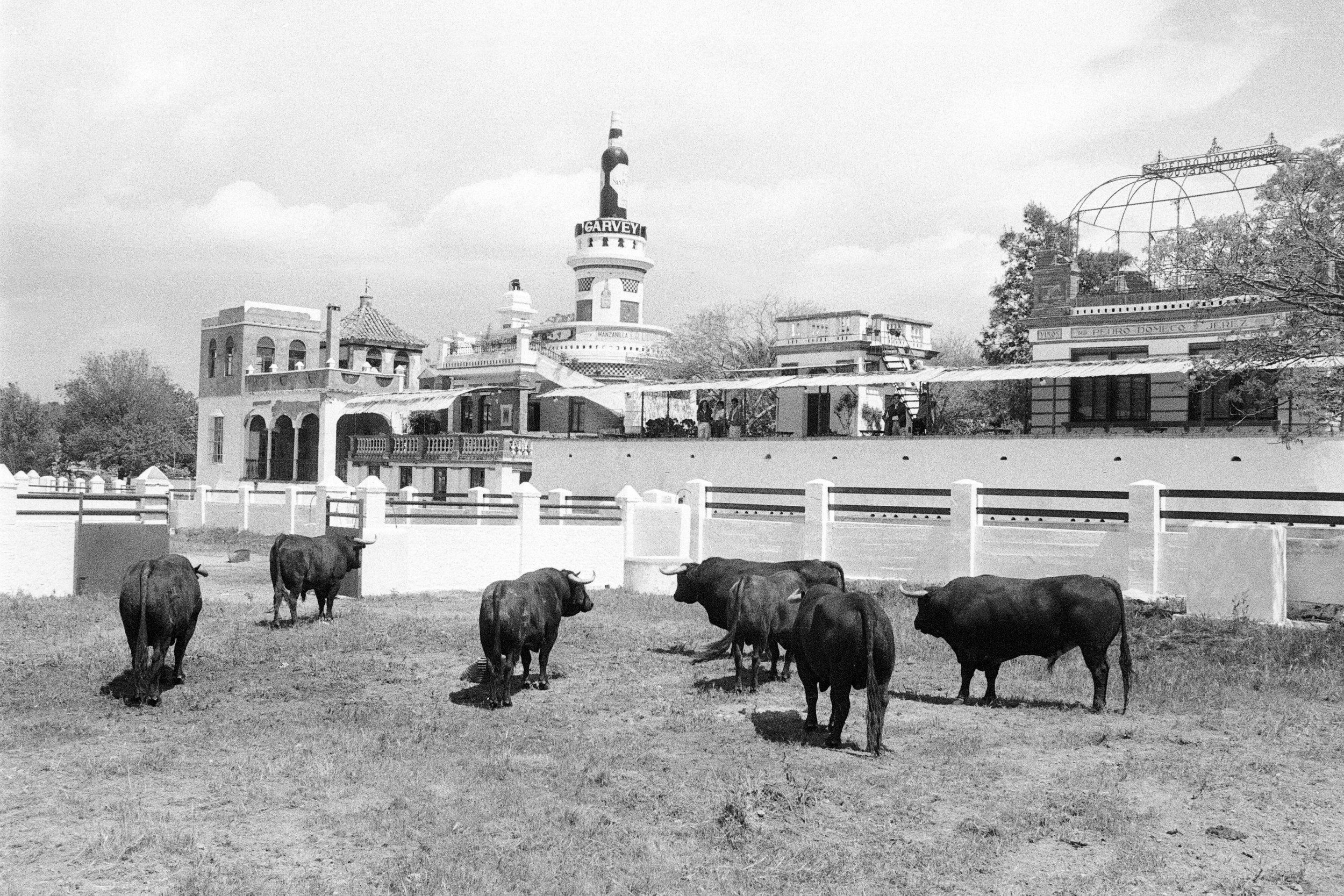 Old photo of bulls in the corrals with the façade in the background.