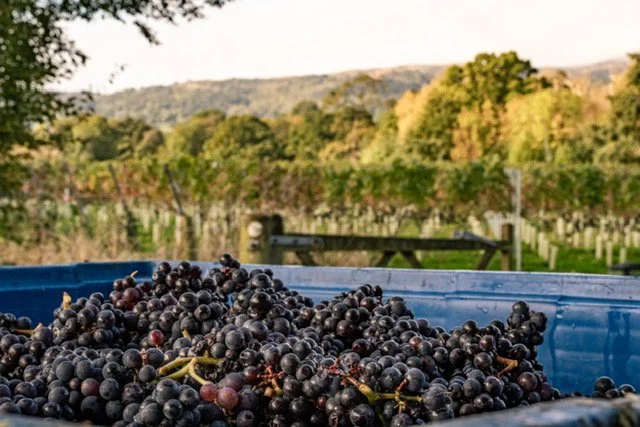 Marlbank Vineyard - October 2024-162.jpg