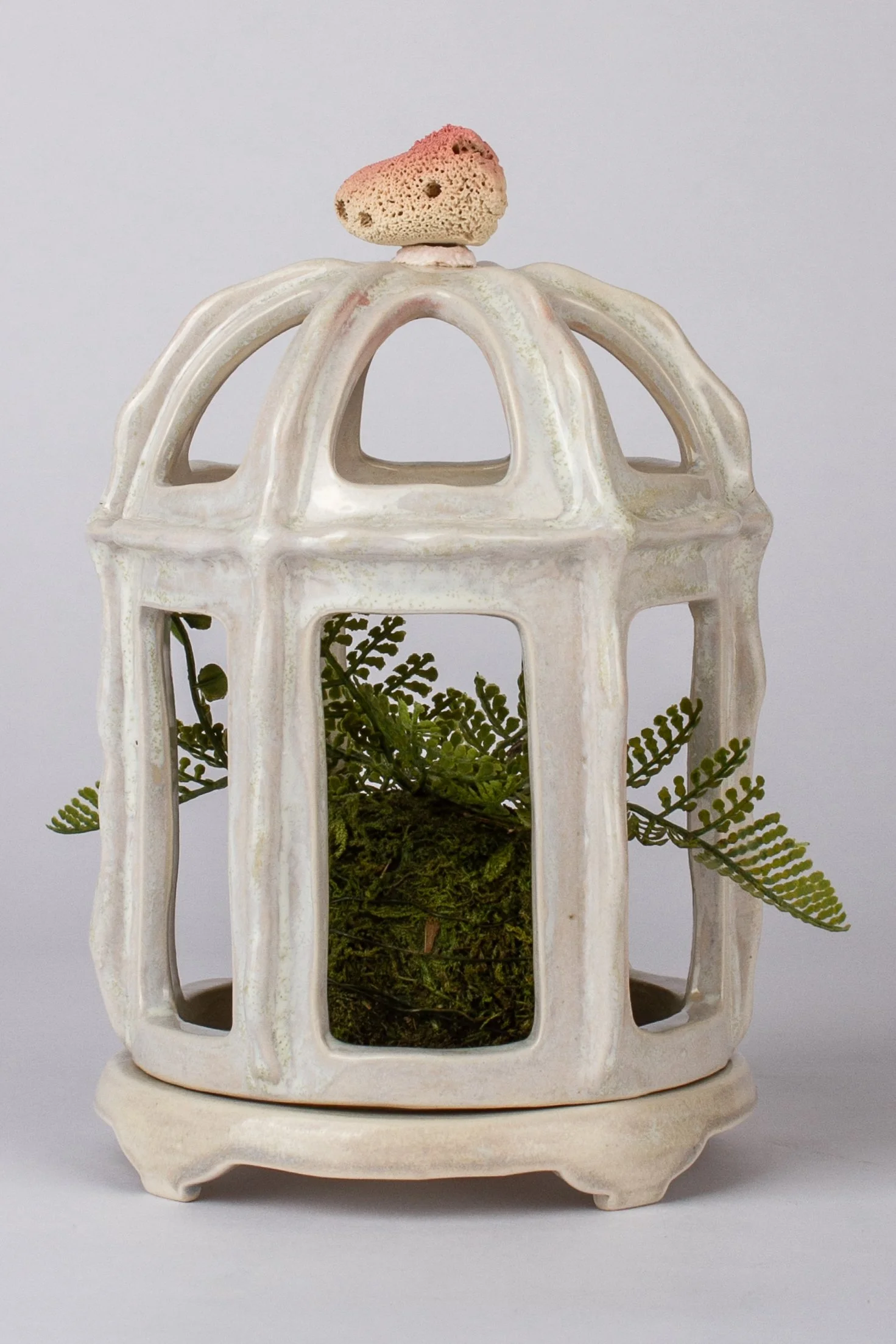 Lantern (sea sponge), 2026