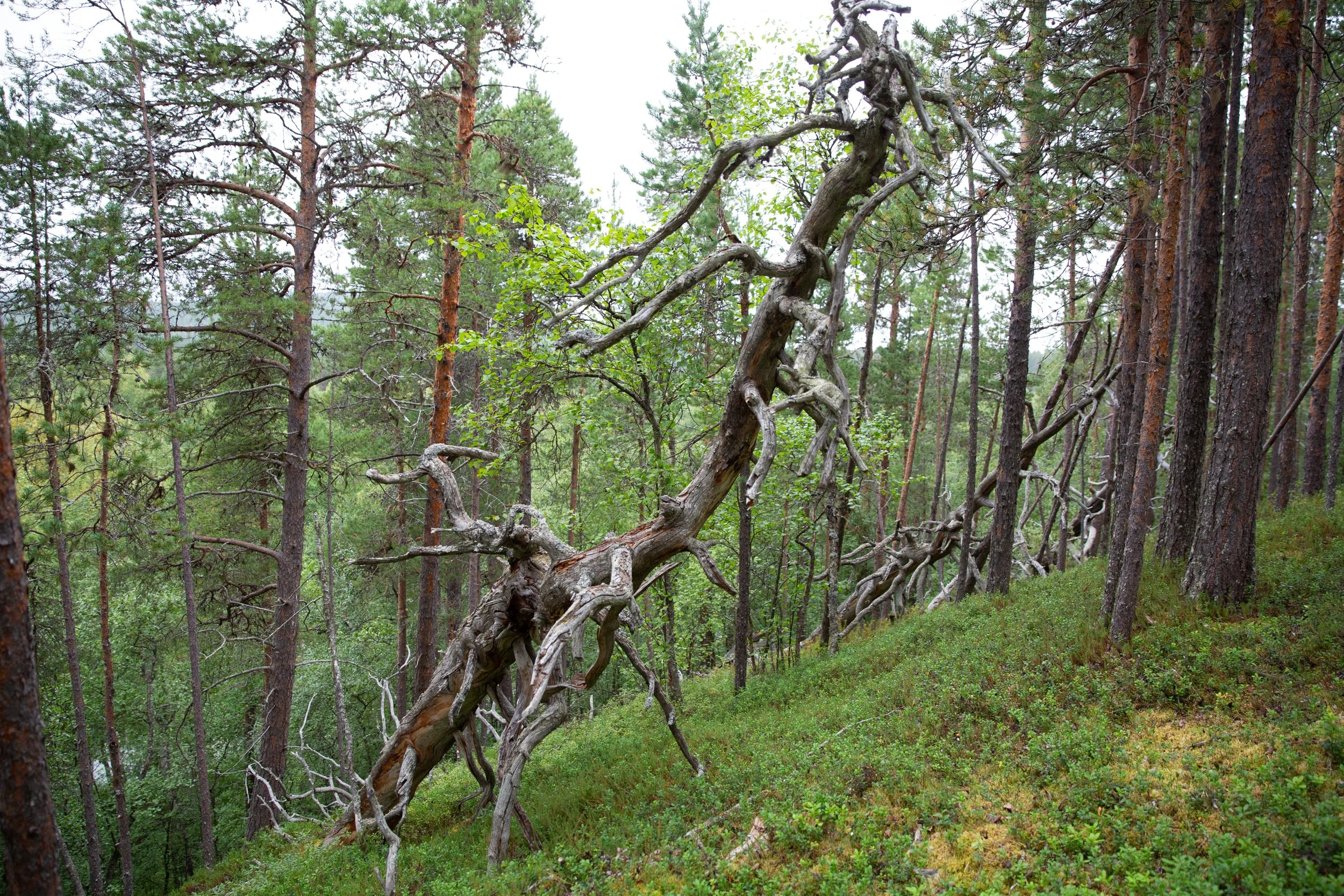 Harald Helander-6.jpg