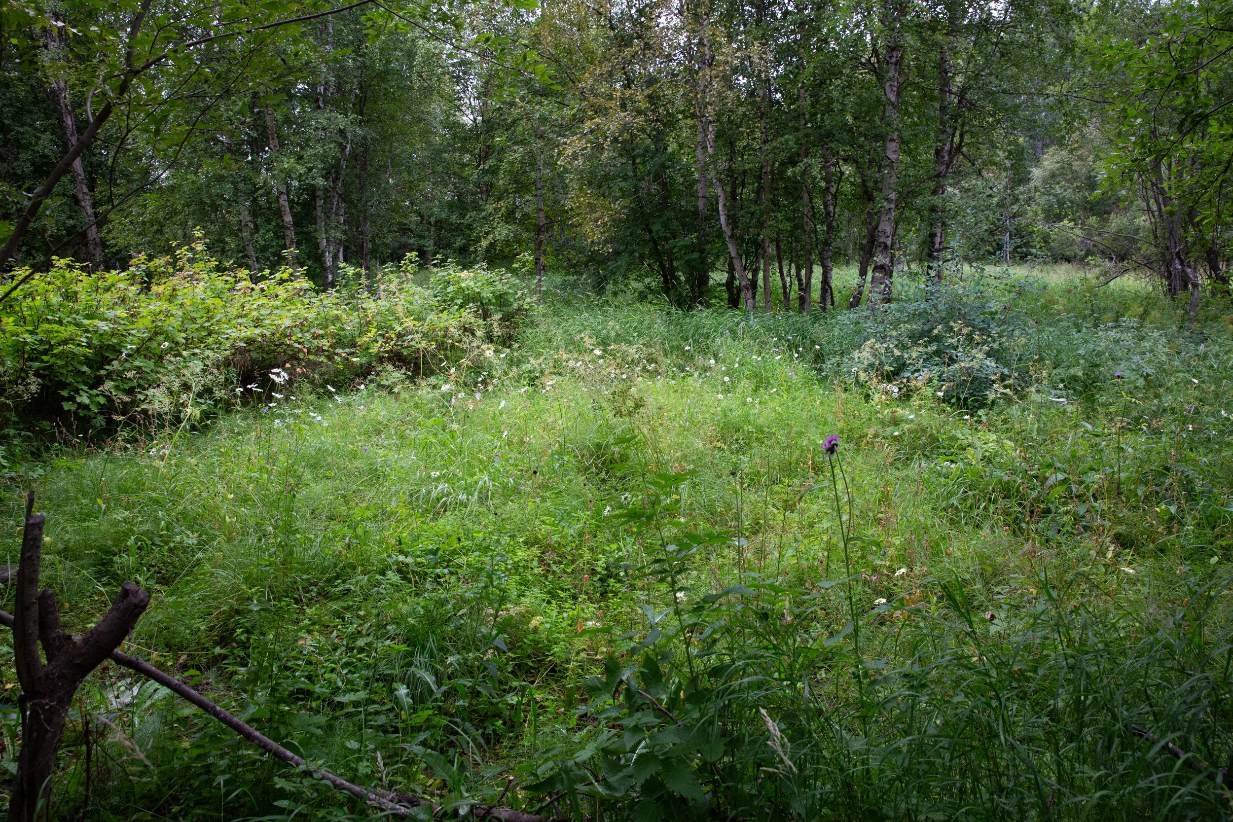 Harald Helander-10.jpg