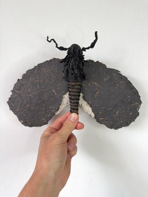Drawn - moth sculpture made from recycle and handmade paper showing the size, made by Lindqvist Art