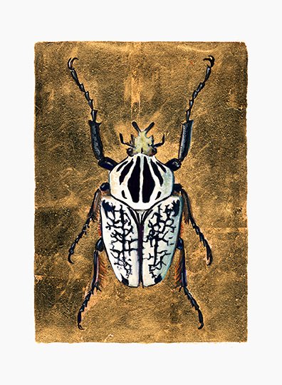 Goliathus albosignatus, Watercolor and 23k gold, 4 x 6 Inches, SOLD