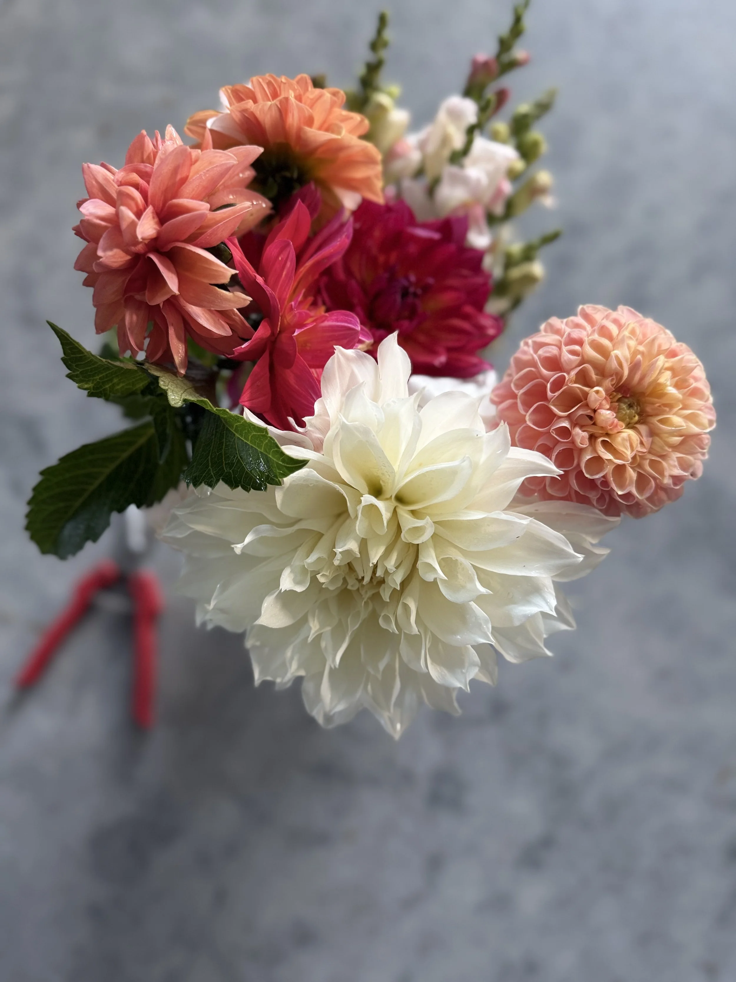 dahlias