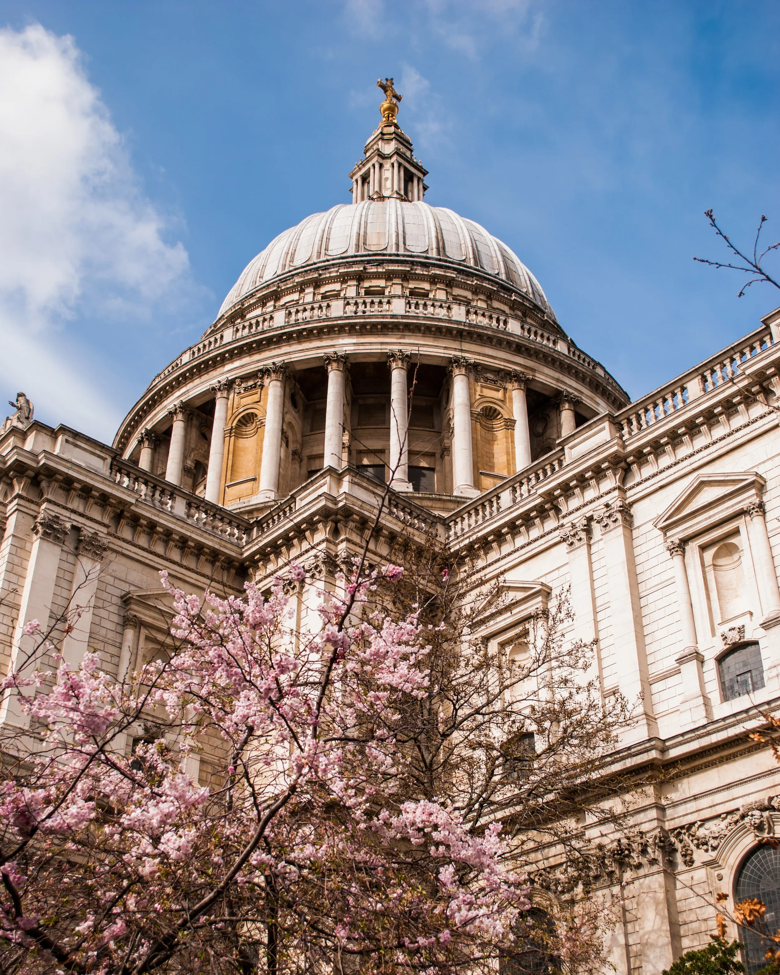 The dome of St. Paul's Cathedral in London with pink cherry blossoms in foreground and a clear blue sky with a few clouds in background.