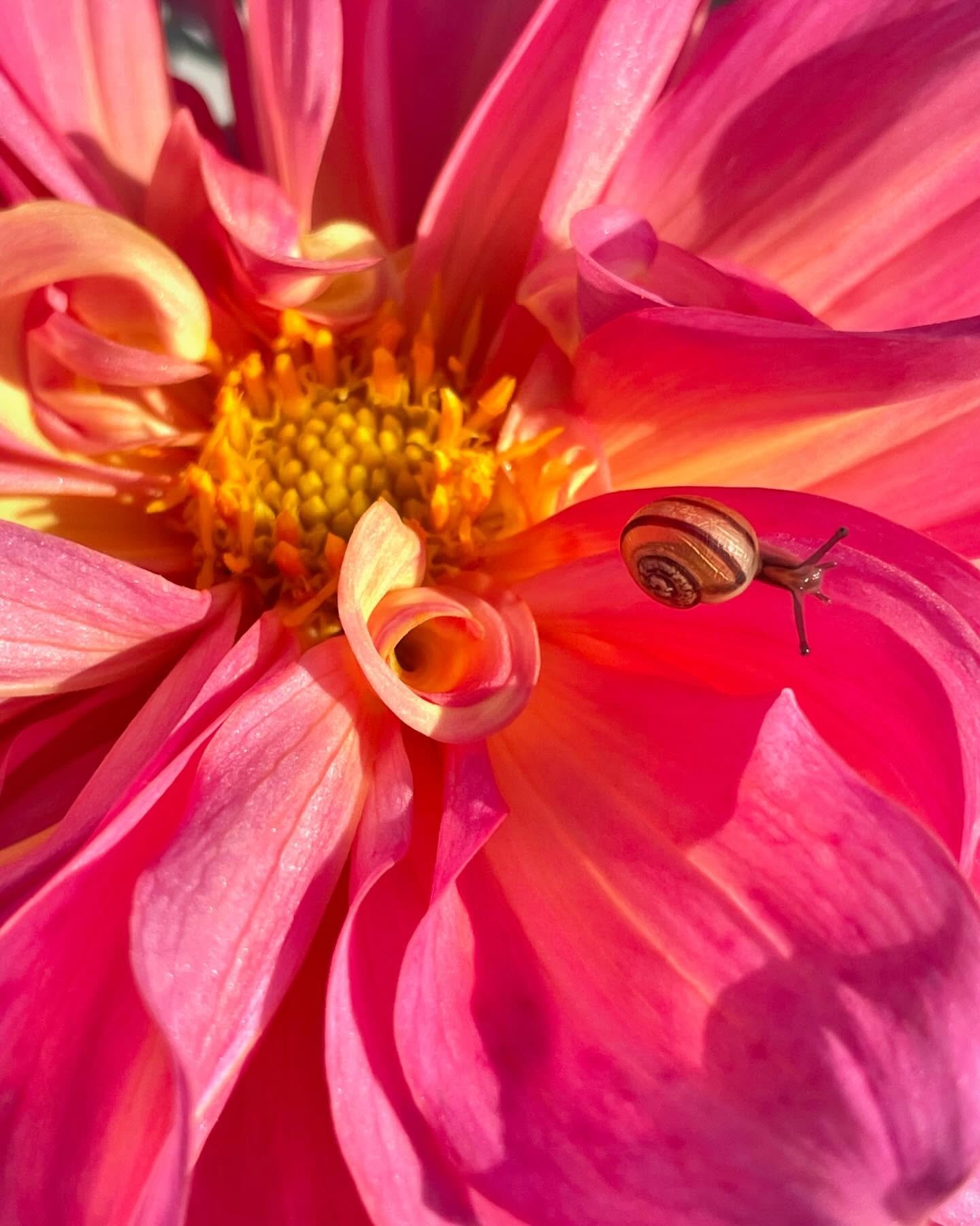 Little snail living its best life on the dahlia. 🐌 🌸