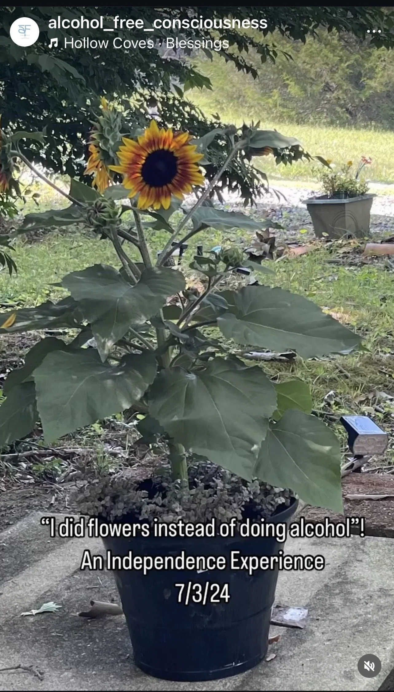 I Did Flowers Instead of Doing Alcohol