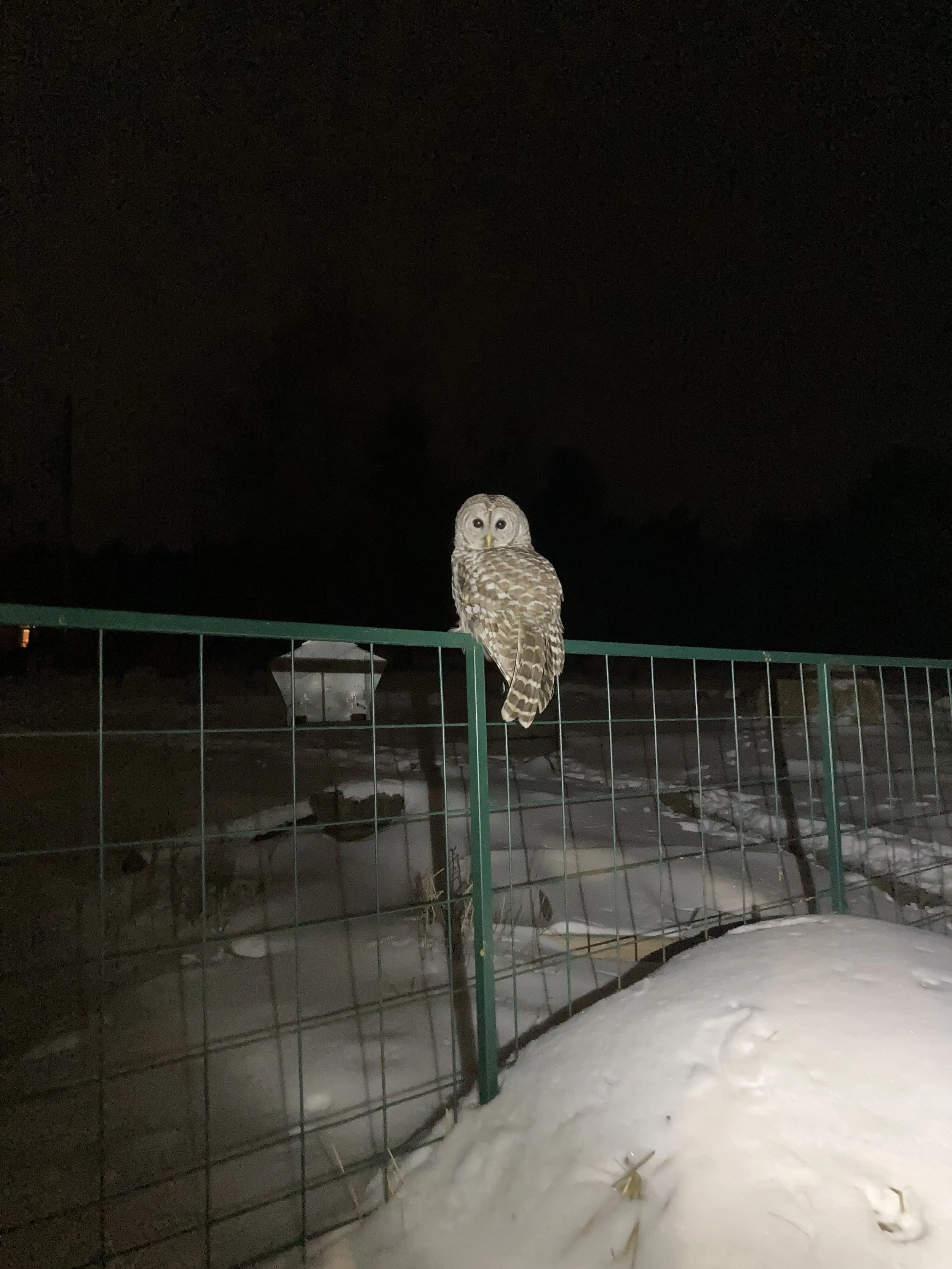 Healing Isn’t the Absence of Stress: What Our Farm’s Ecosystem Taught Me About the Nervous System