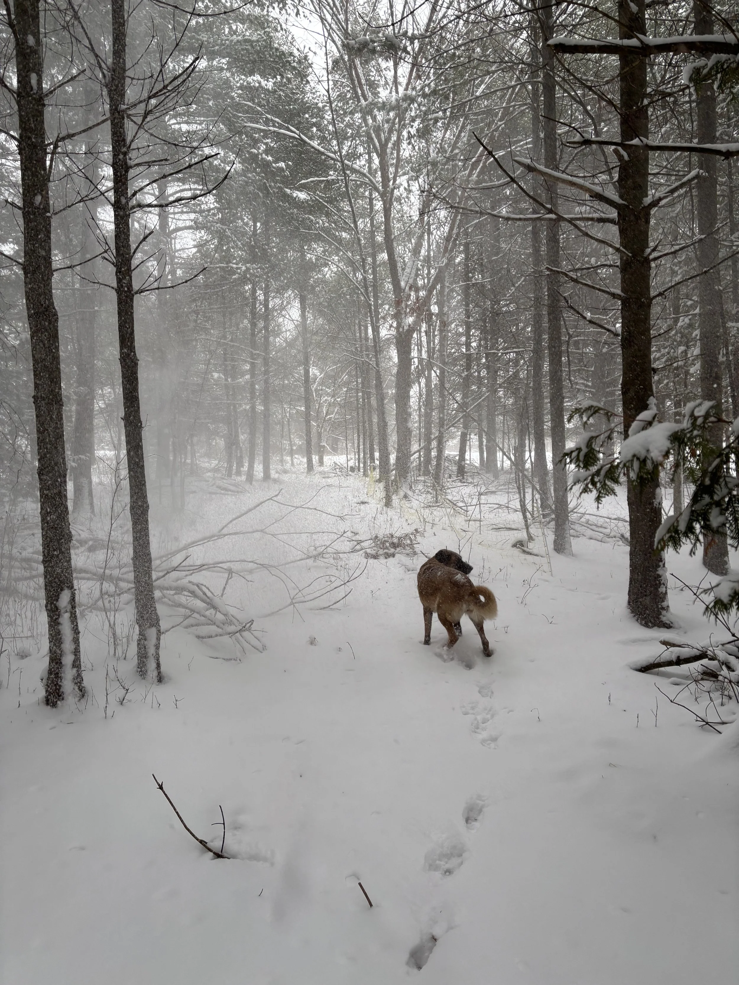 Your Nervous System Is an Ecosystem: What Regenerating Our Farm Taught Me About Healing