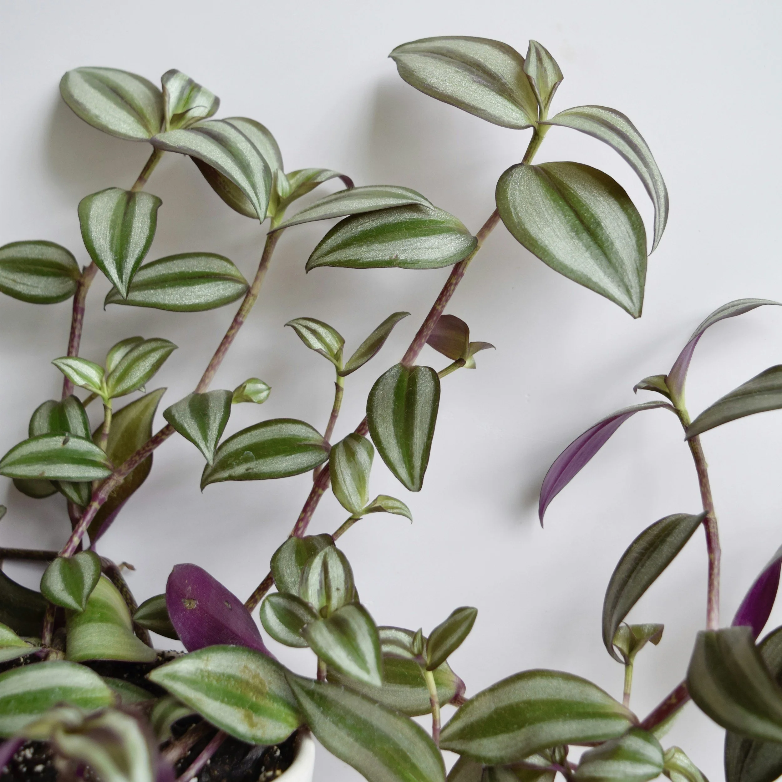 Minimal plant leaves with soft natural texture