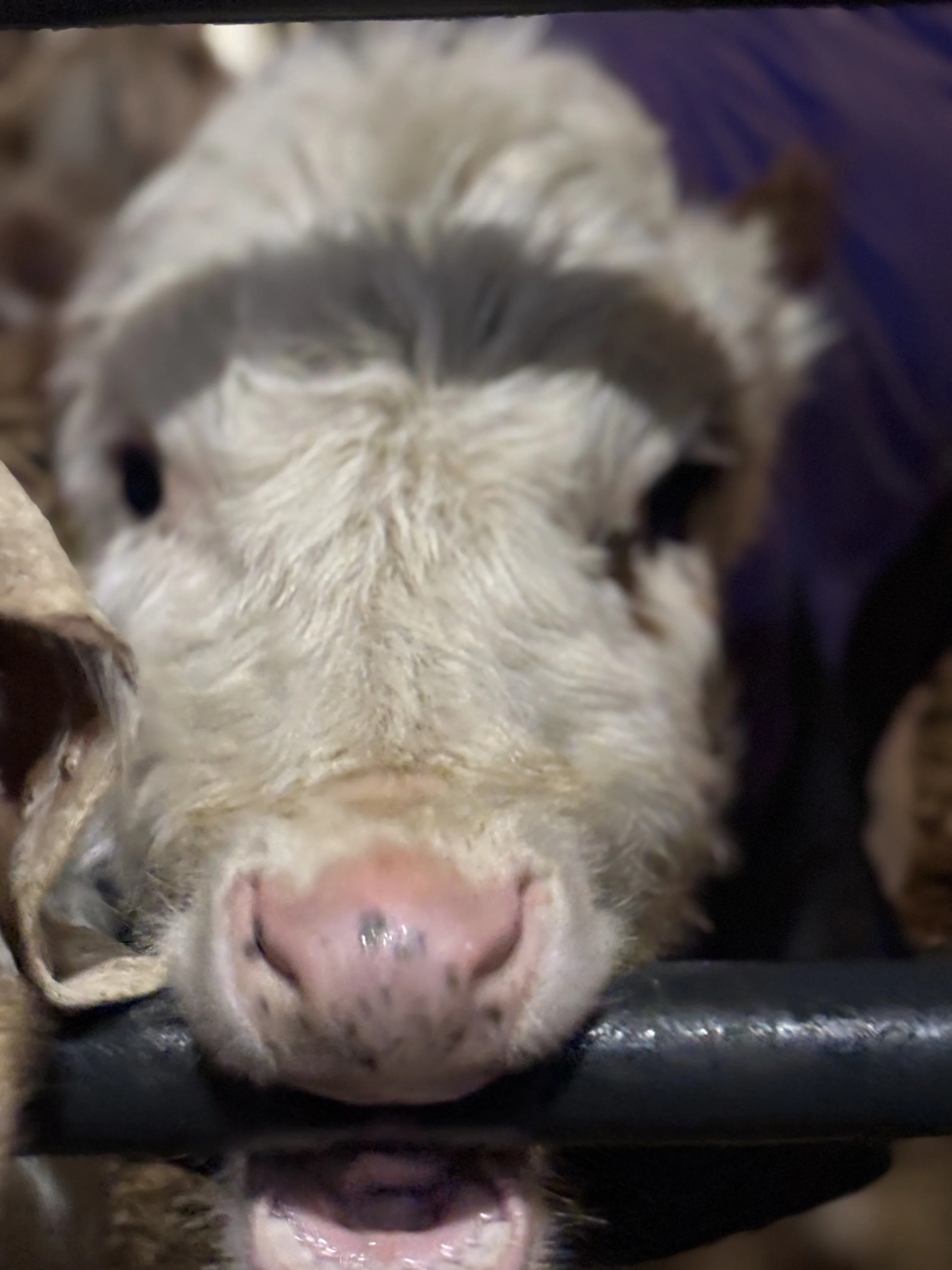 How to Set Healthy Boundaries in Relationships (A Lesson From a Pushy Cow)