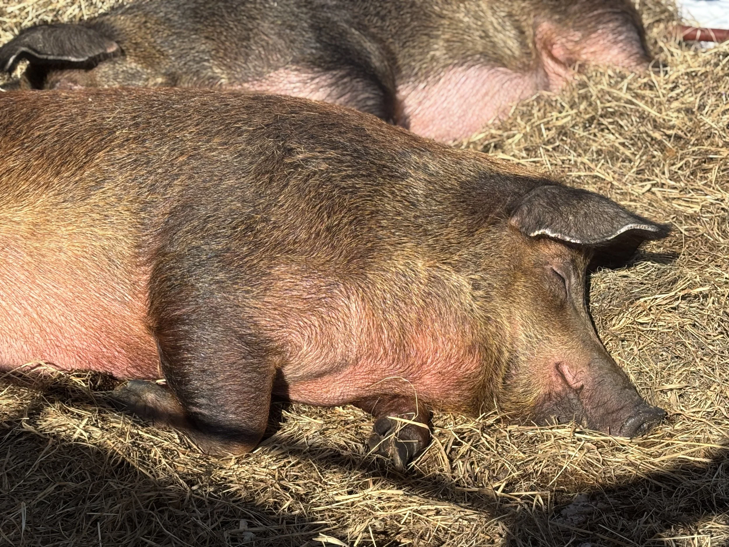 How to Live a Slower Life (What Animals on the Farm Can Teach Us About Stress)