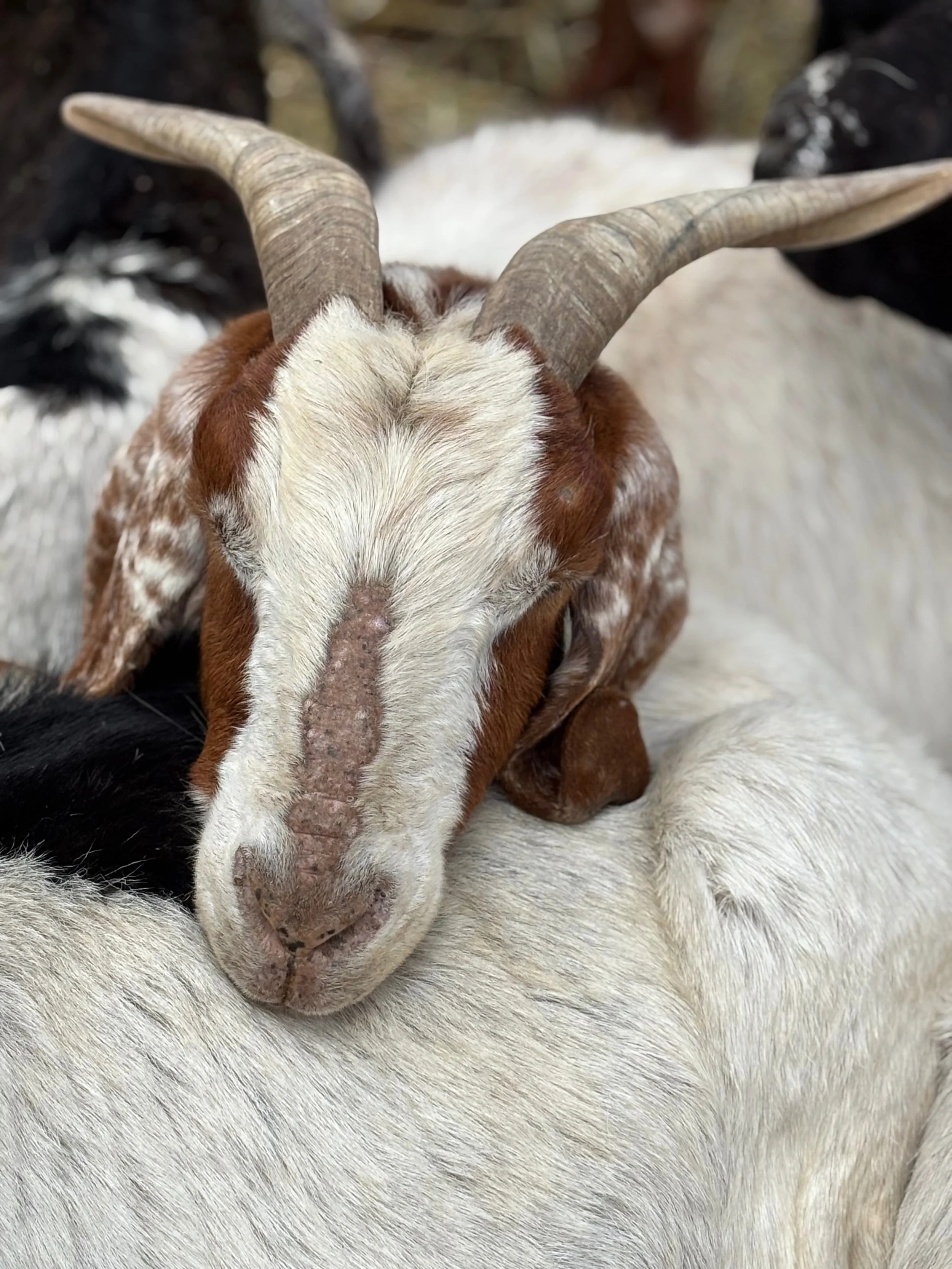 Why Your Stomach Reacts Before You Even Feel Stressed