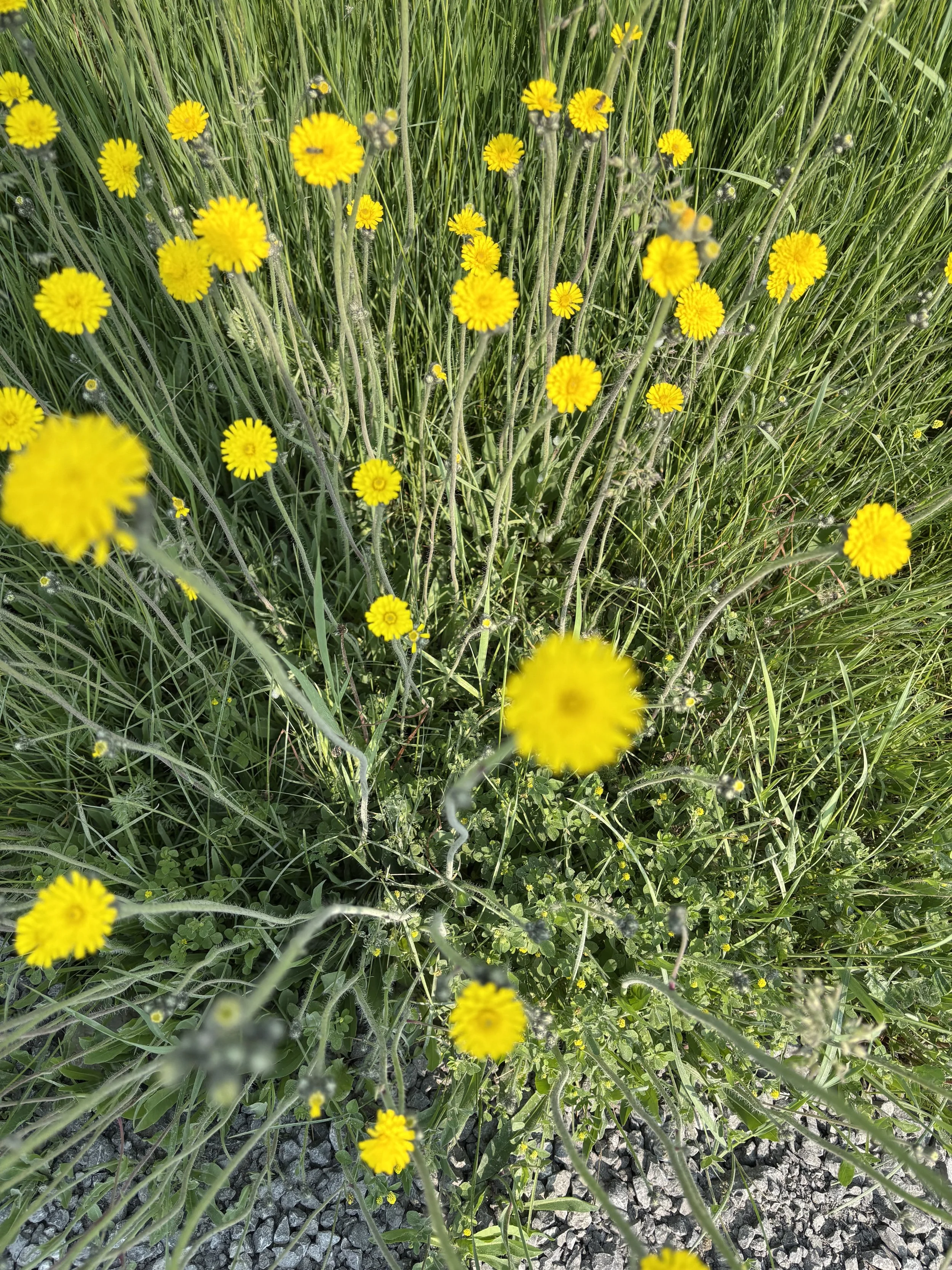 Wildflower growing outdoors in soft natural light