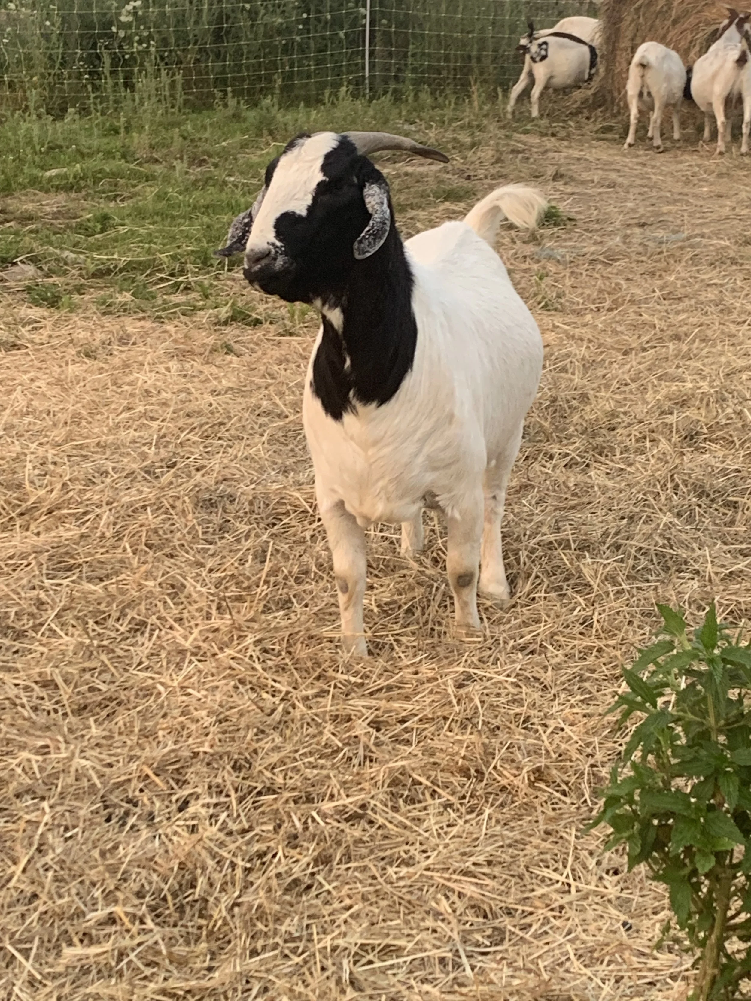 A goat standing in a field at sunset